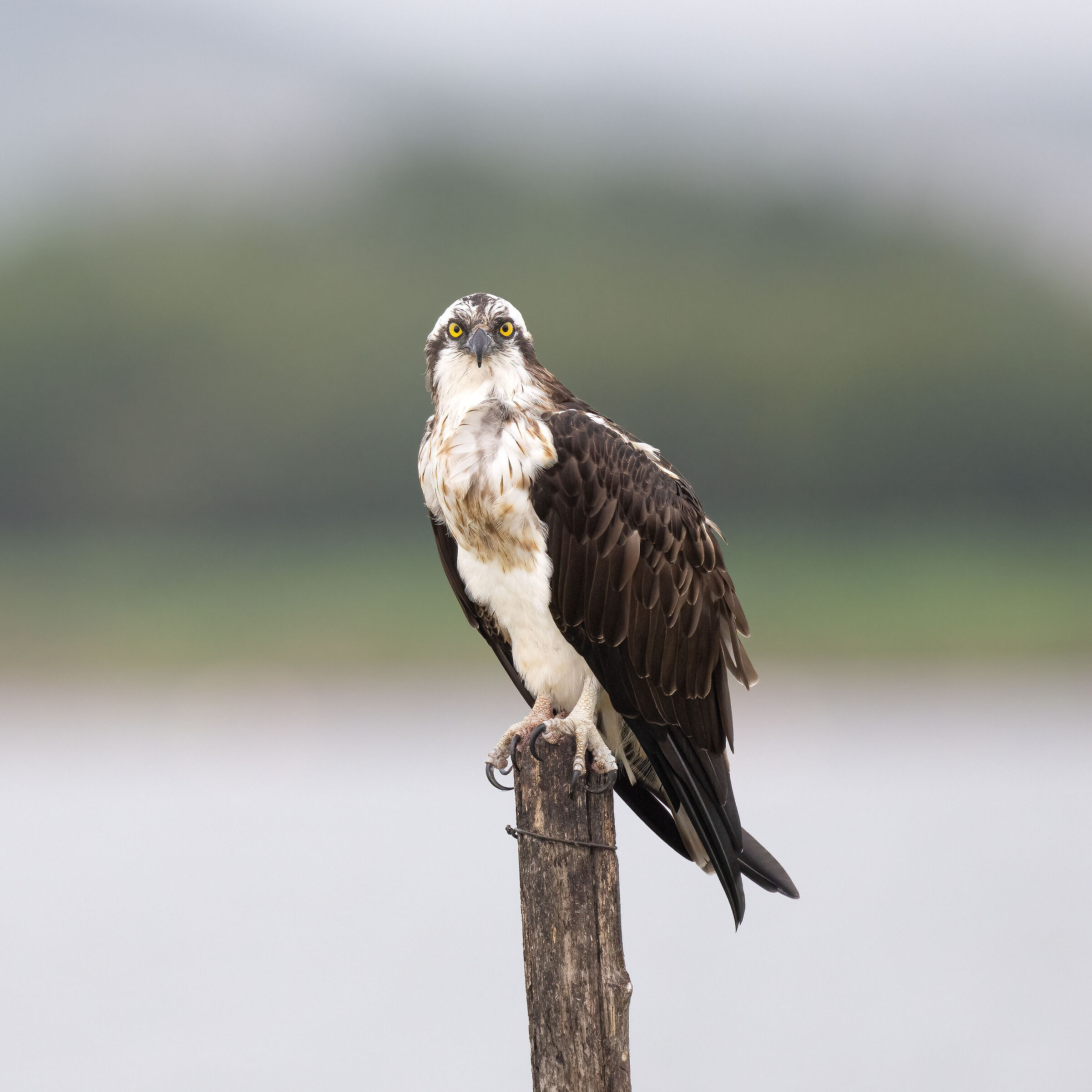 Osprey -Pandion haliaetus - Cabras - Sardinia