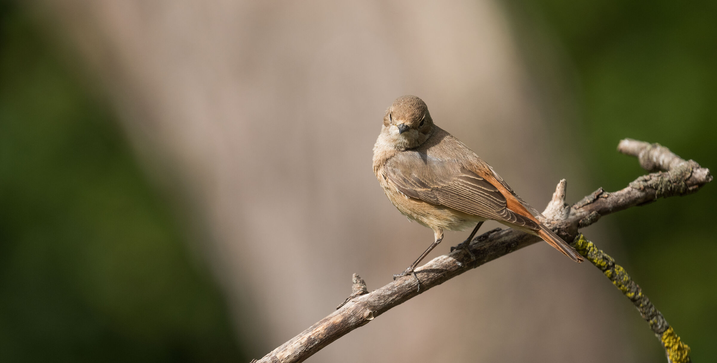 Female common redstart