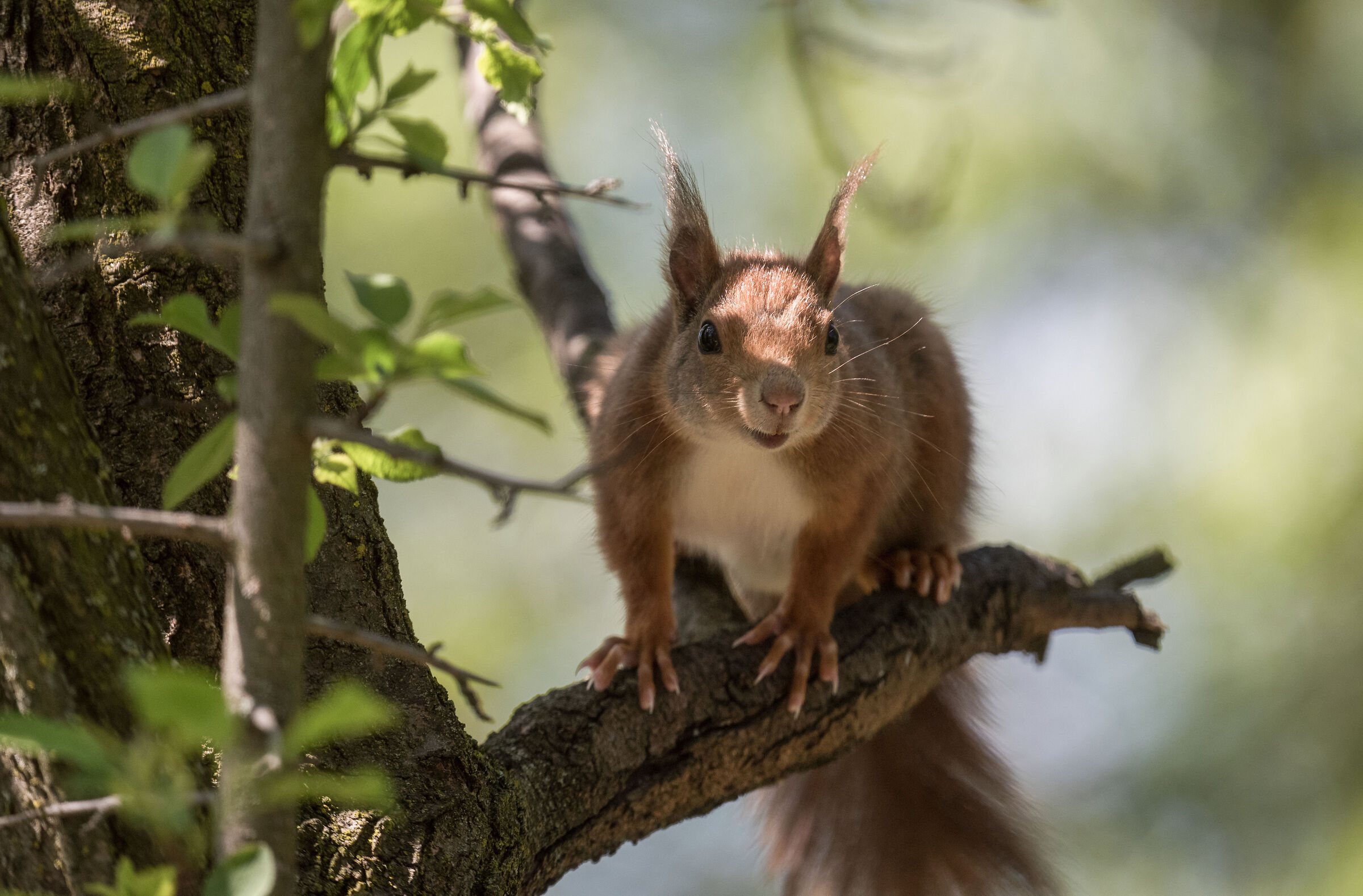 red squirrel