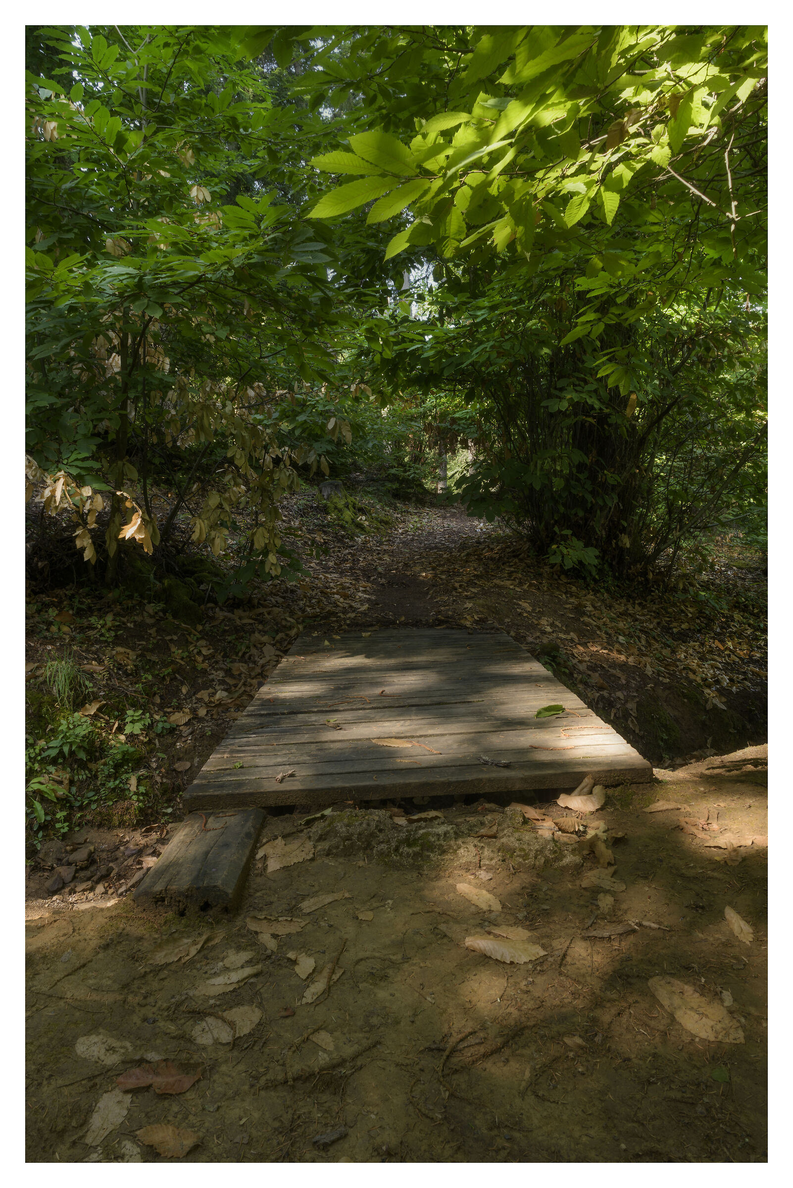 Ponticello nel bosco