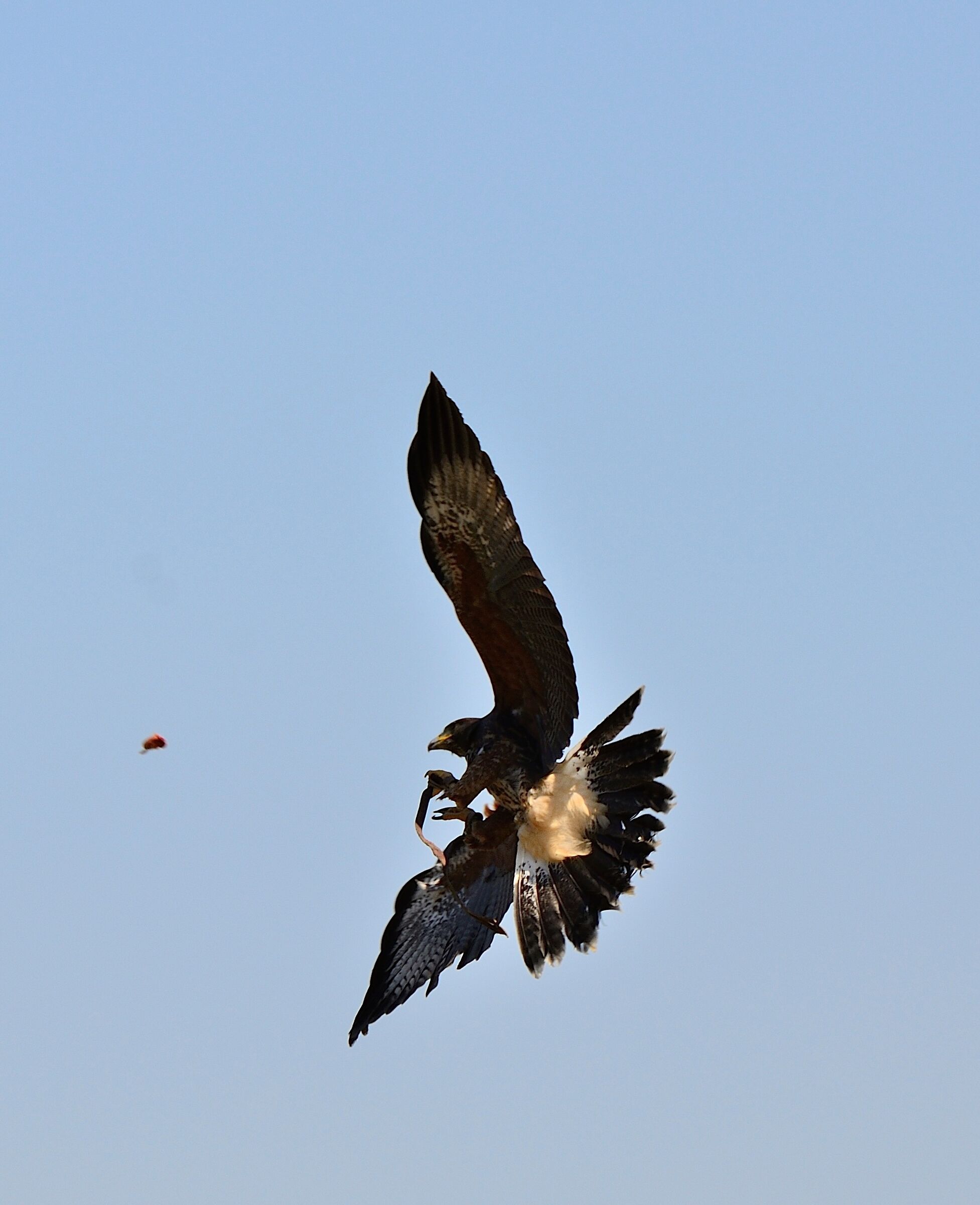 Falco