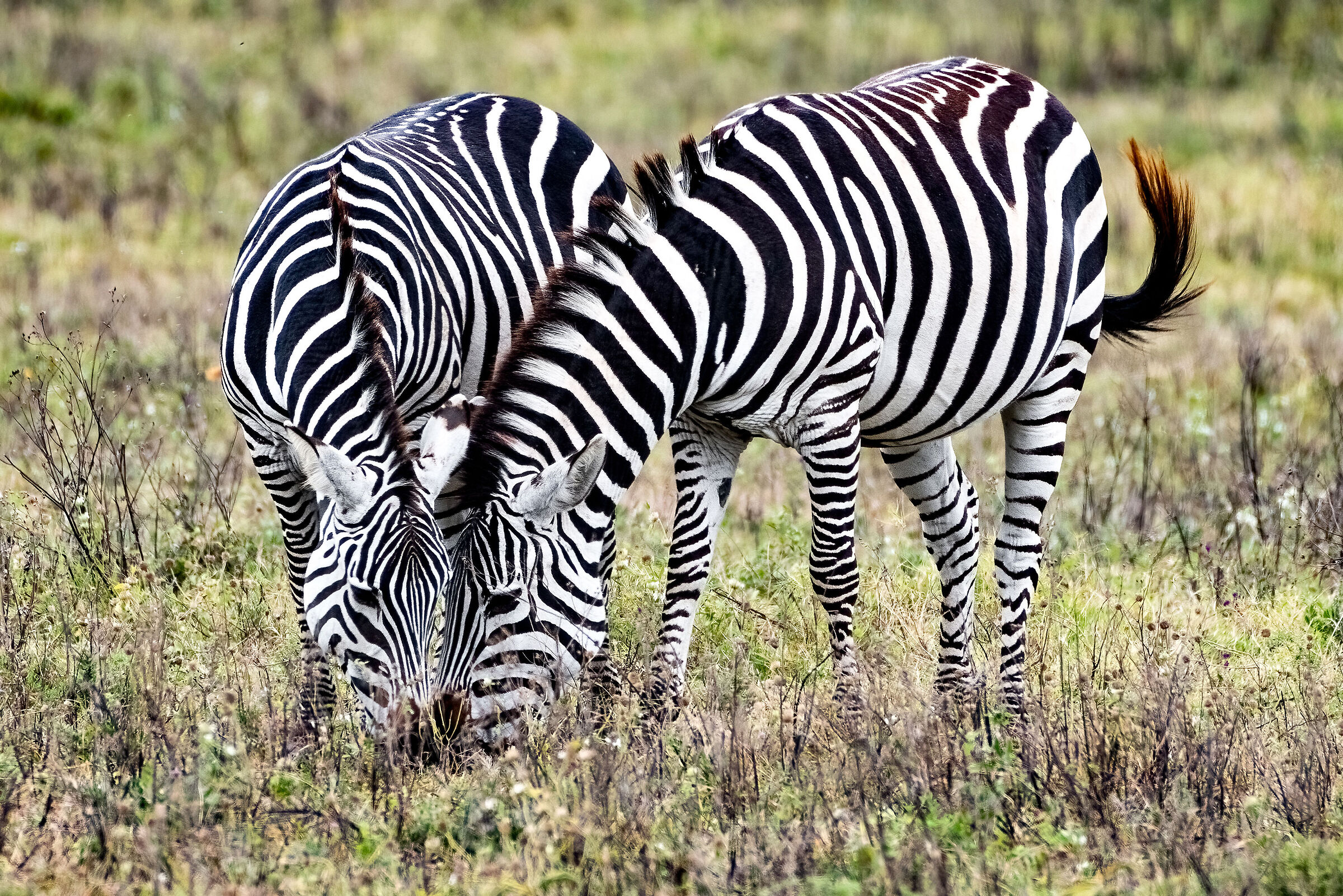 Zebras