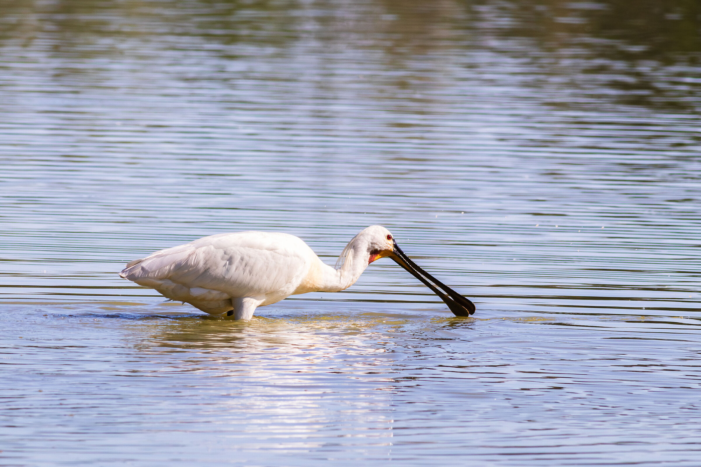 The spatula beak