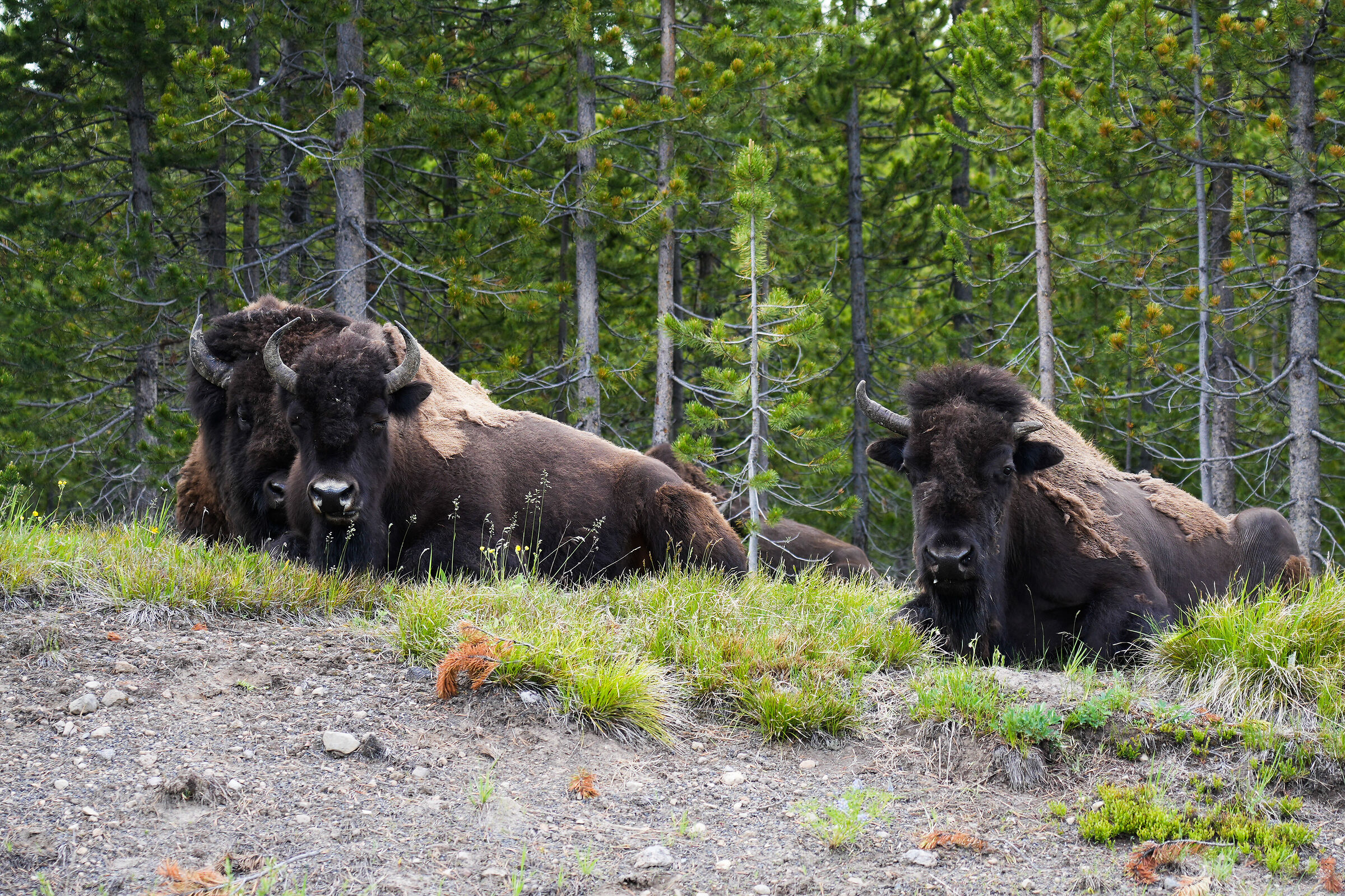 Bisonti a Yellowstone