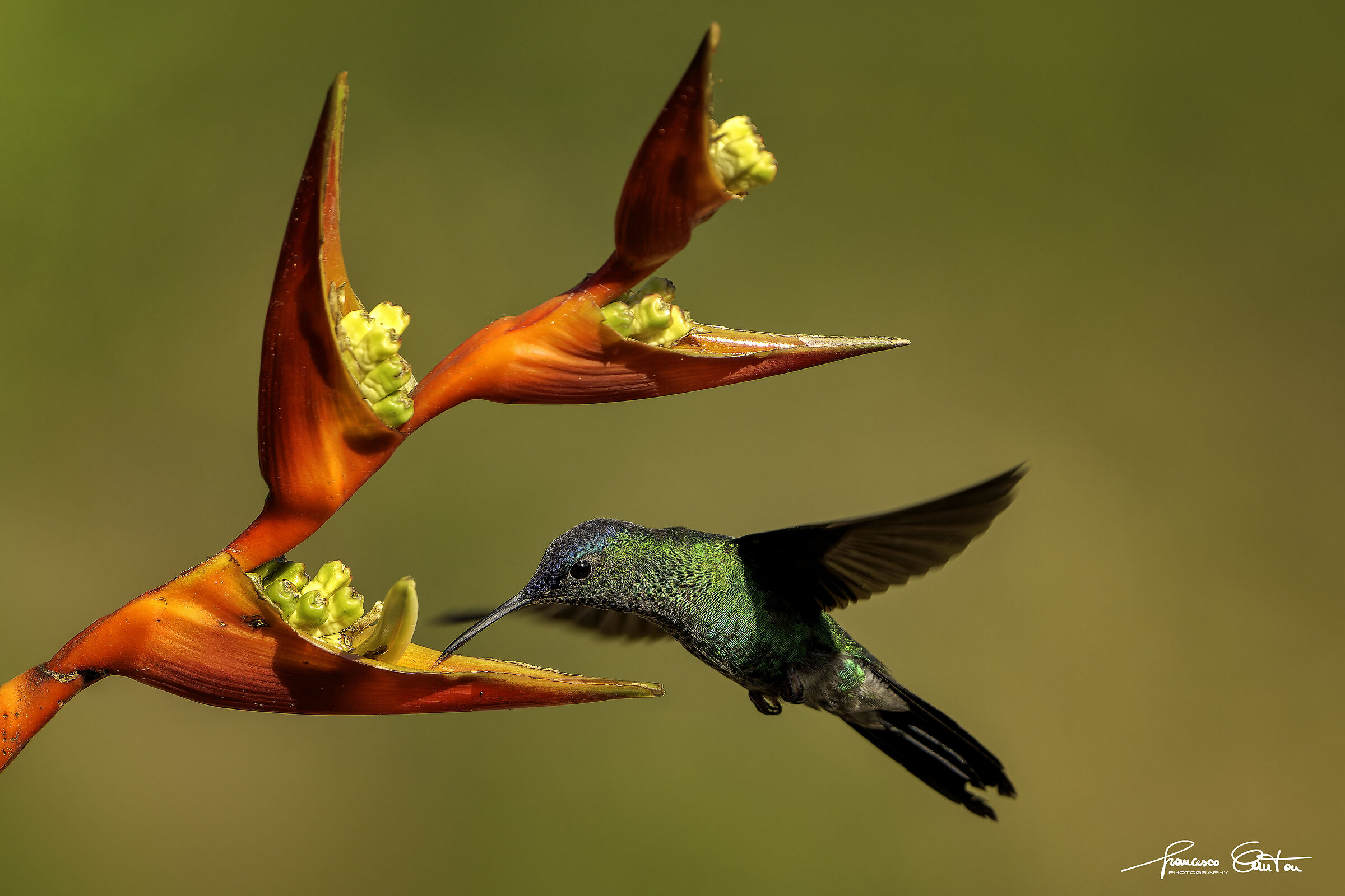 hummingbird dryad violet