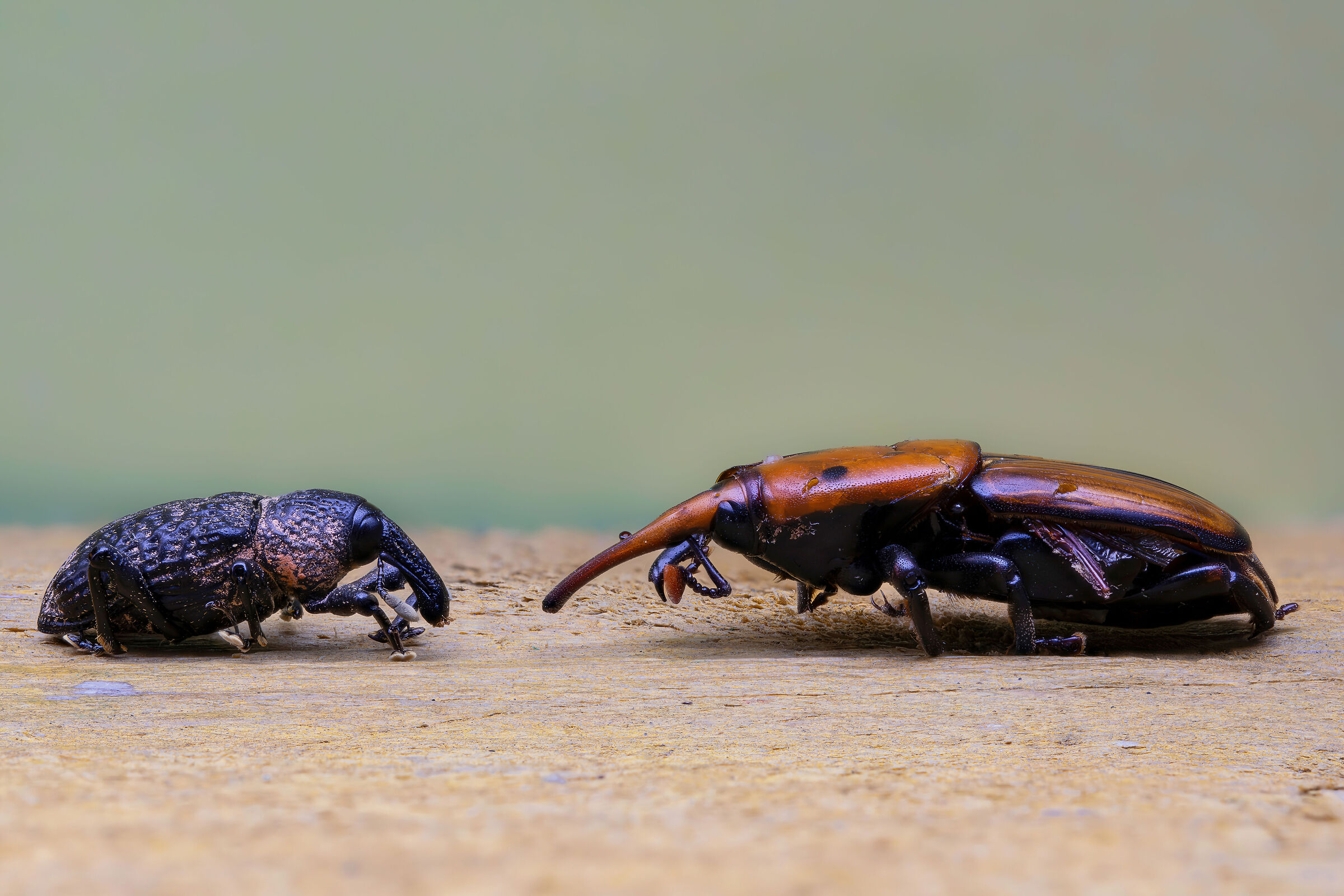Two puppets: Aclees taiwanensis and Rhynchophorus