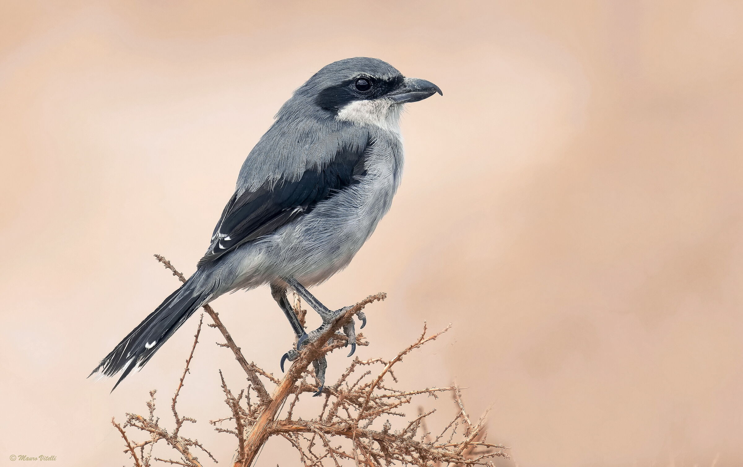 Eurasian Shrike (Lanius excubitor)