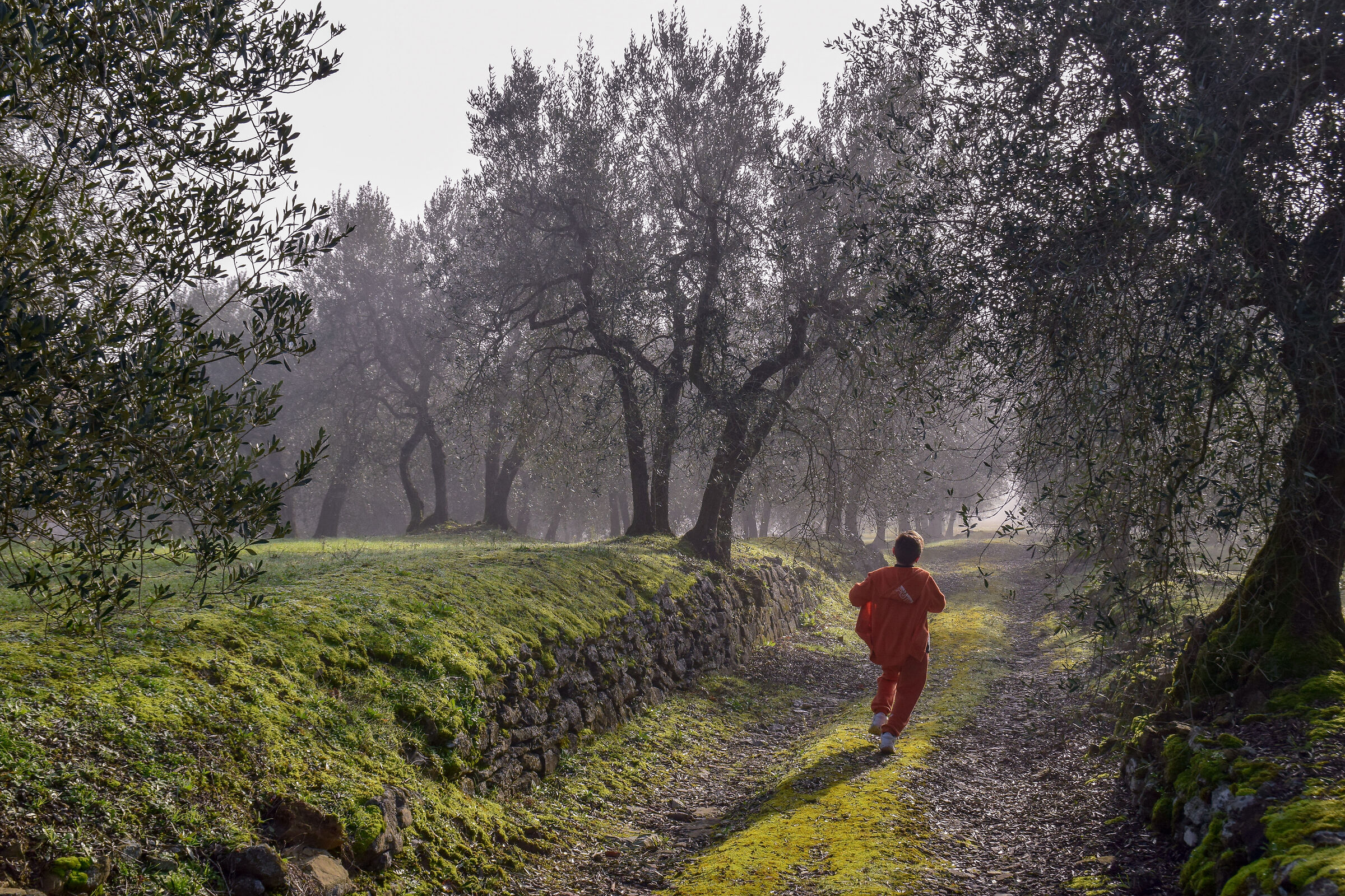 Race among the olive trees