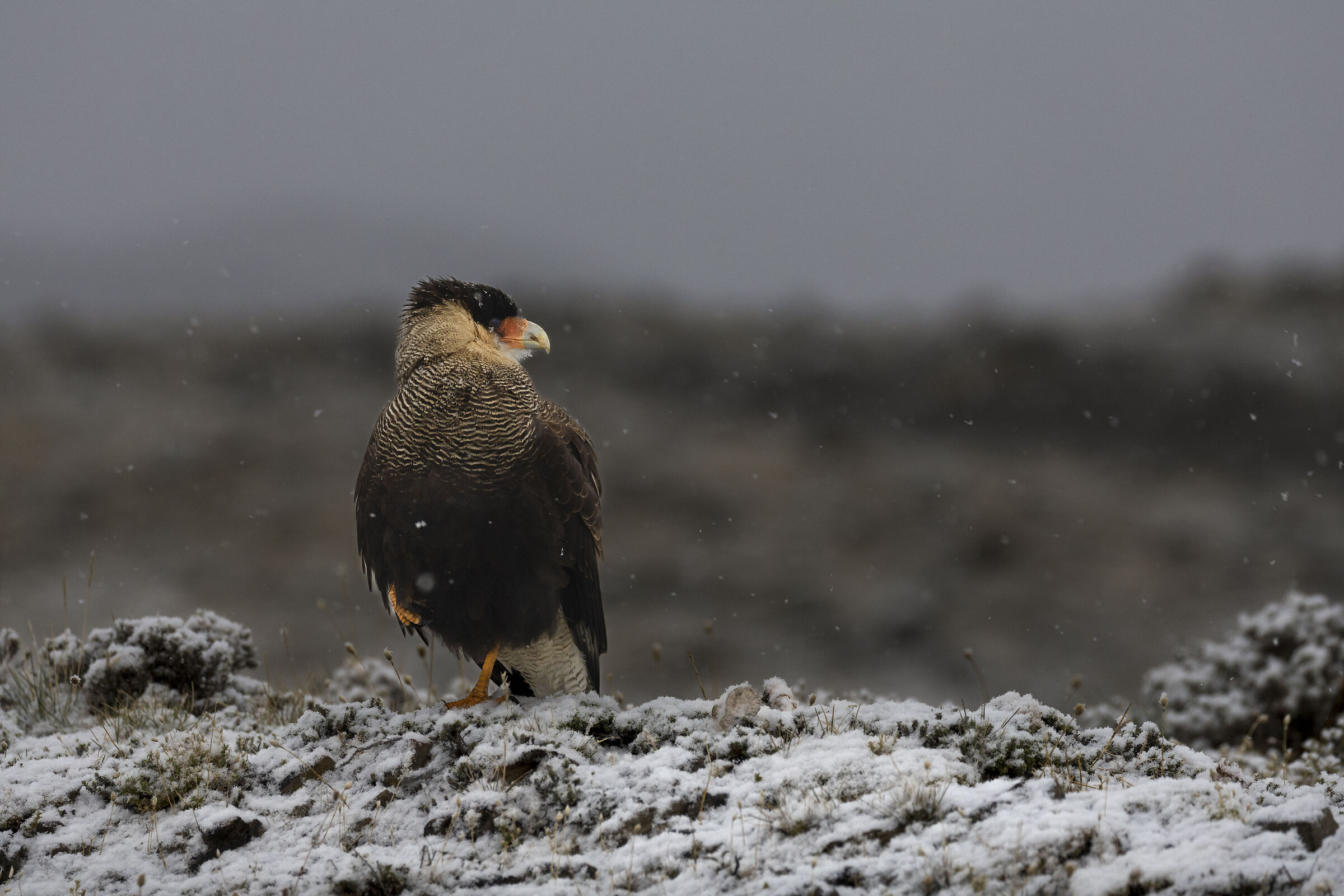 Caracara under the snow