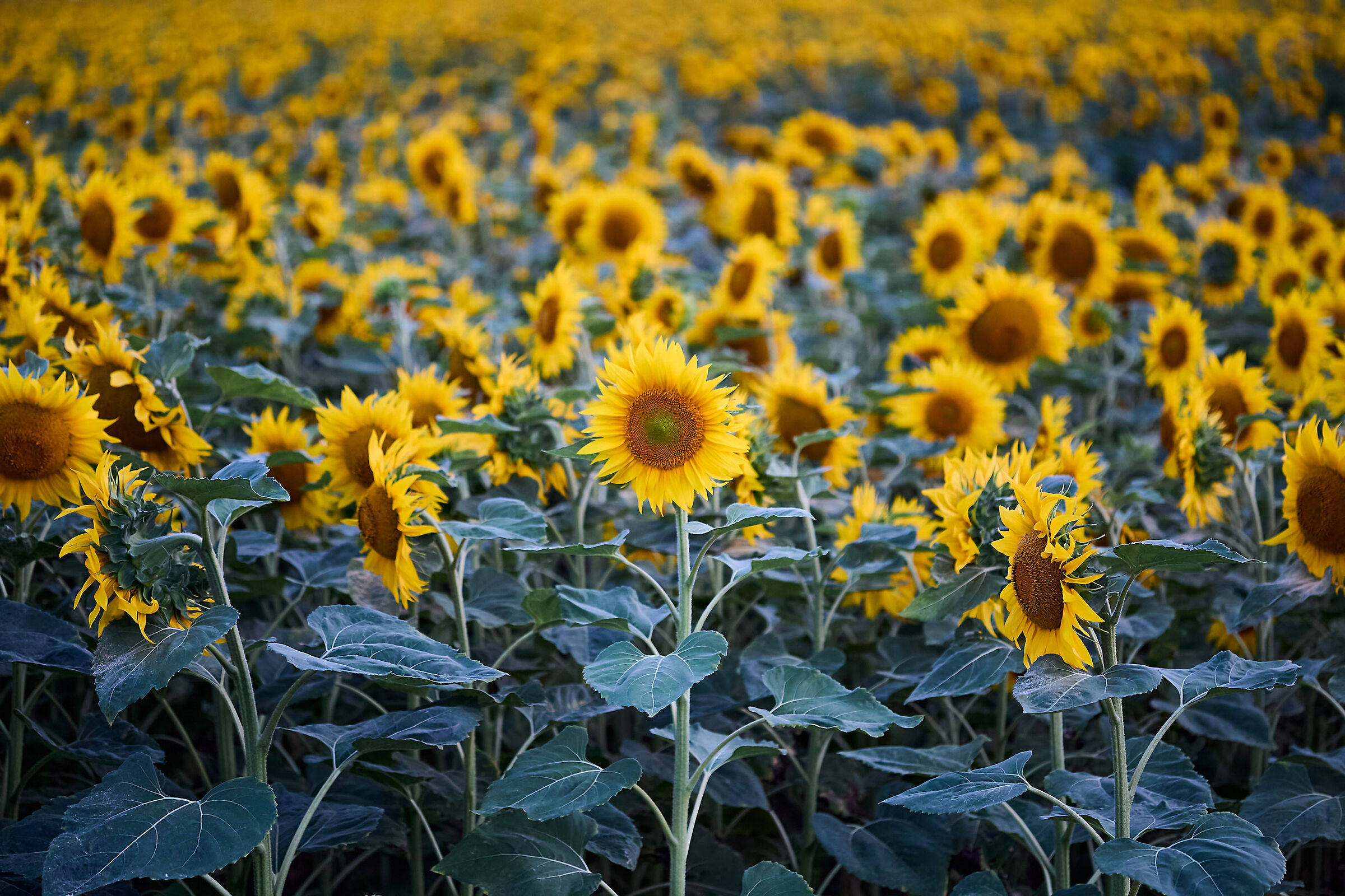 girasoli