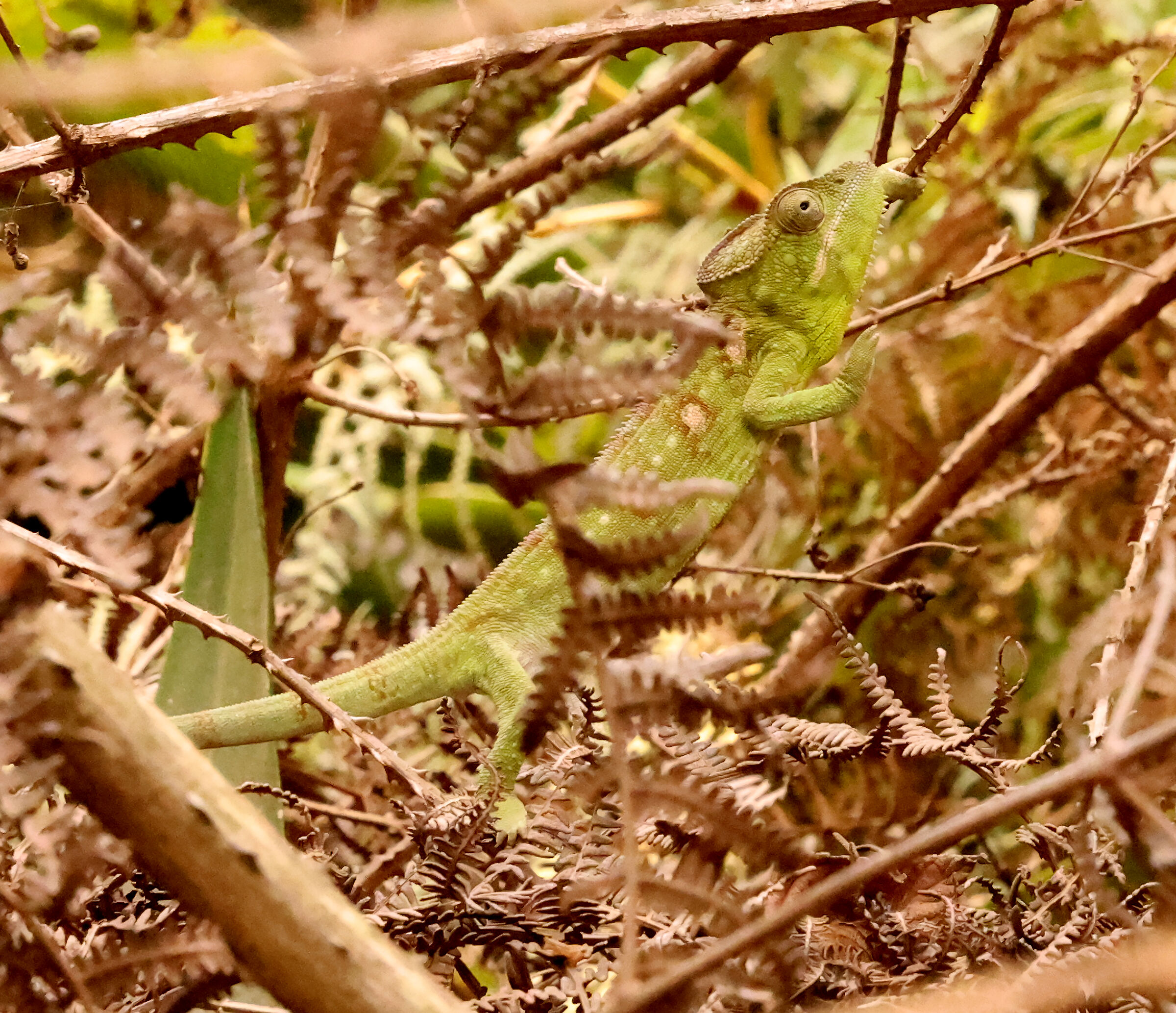 chameleon from Ambomatsintso madagascar