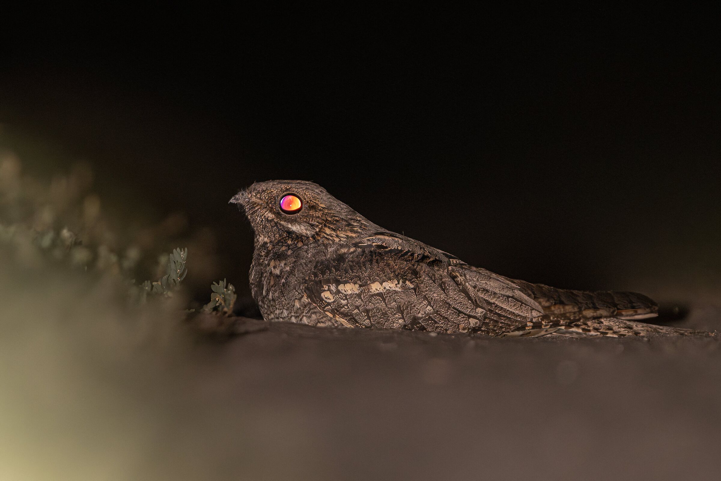 The European nightjar (Caprimulgus europaeus)