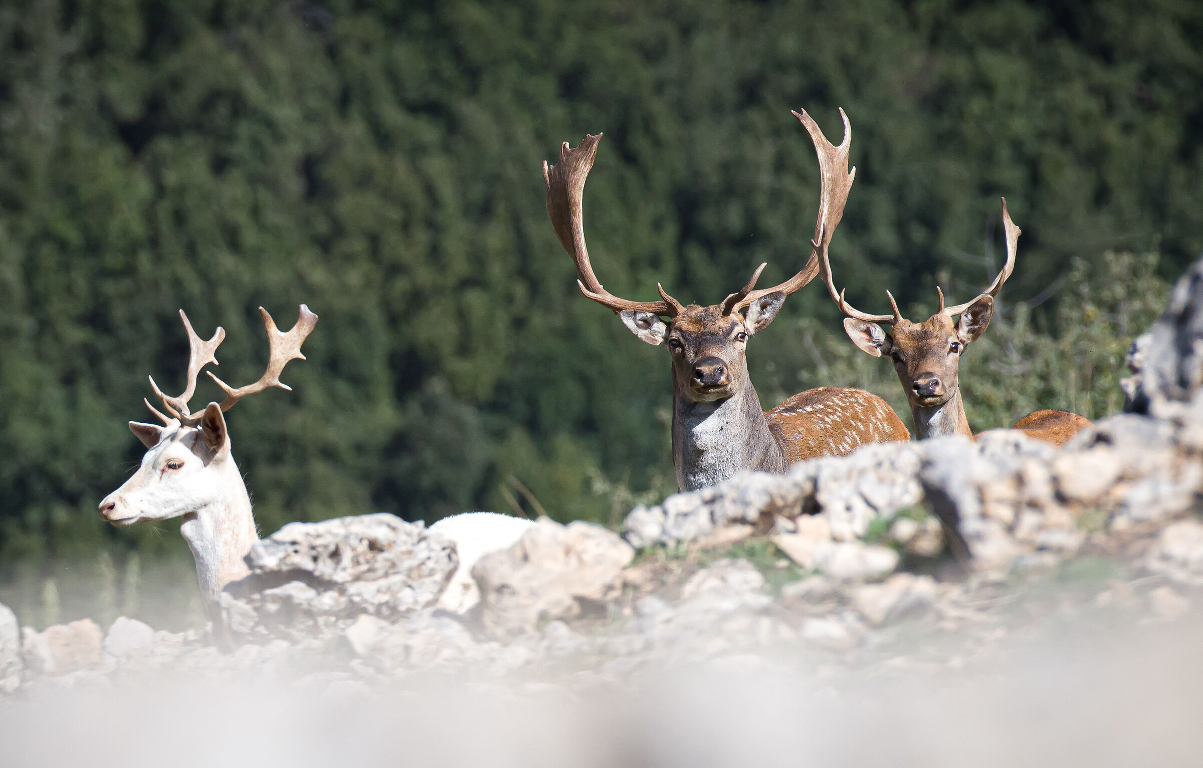 White fallow deer and pomellati in pose