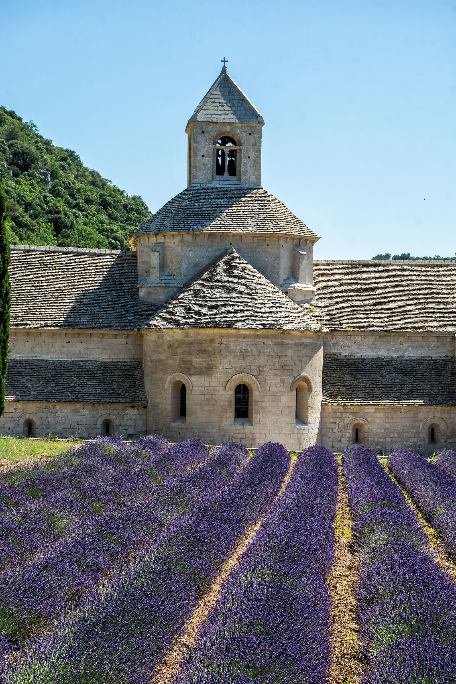 L'abbazia e la lavanda