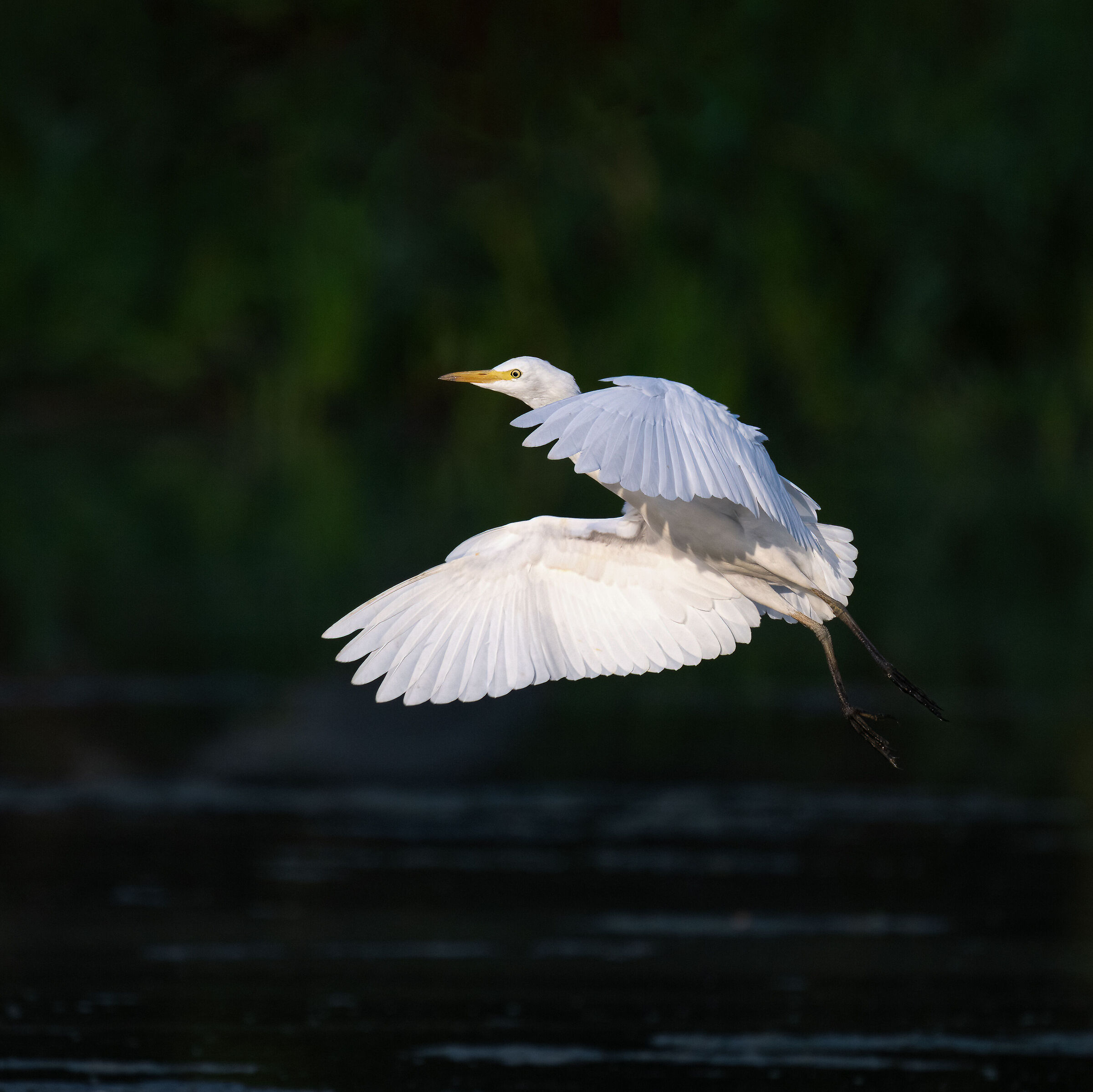 Cattle egret
