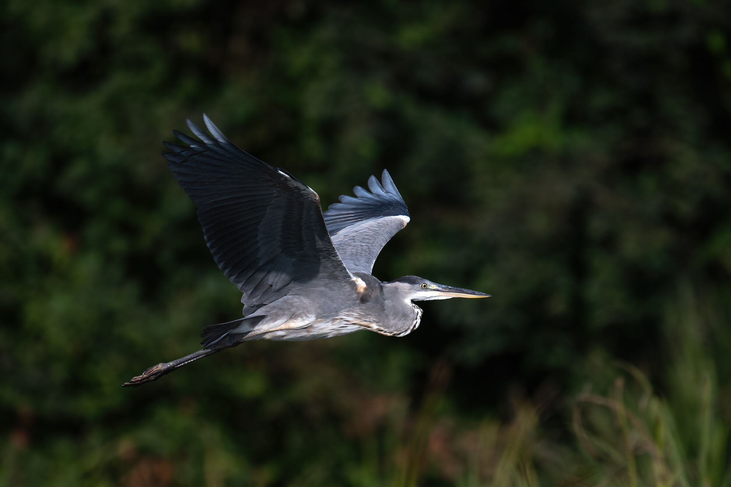 Grey heron
