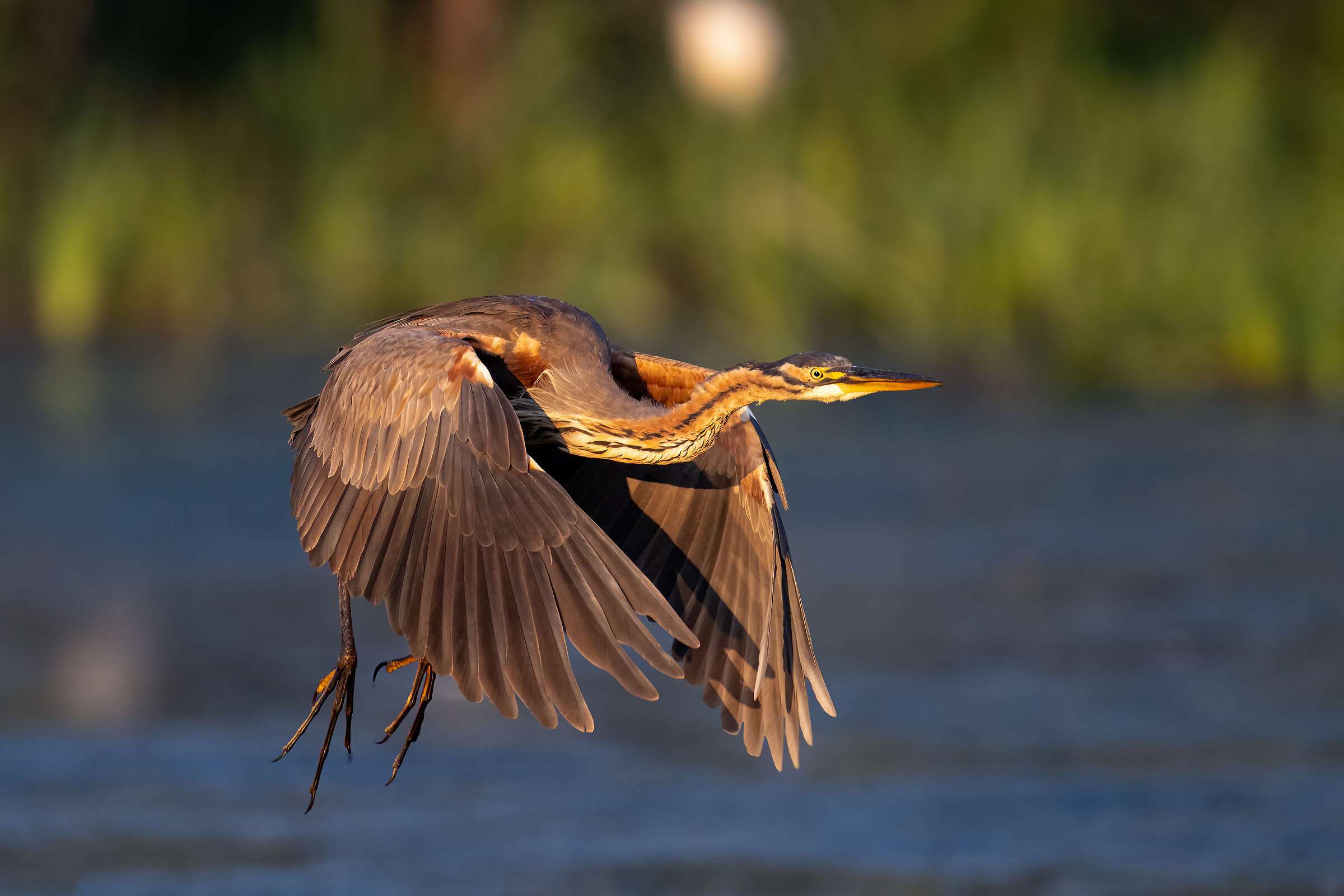 Purple heron