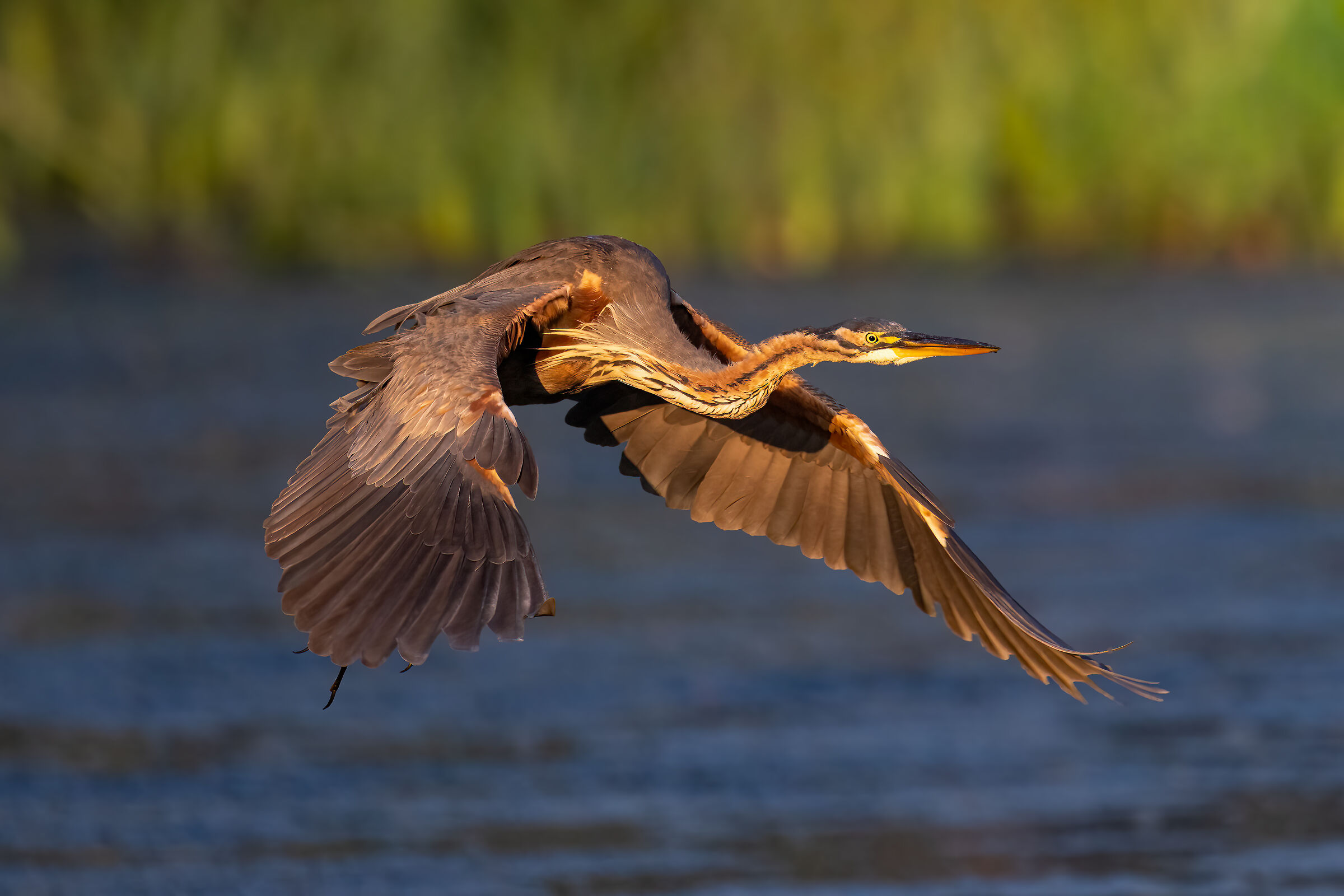Purple heron