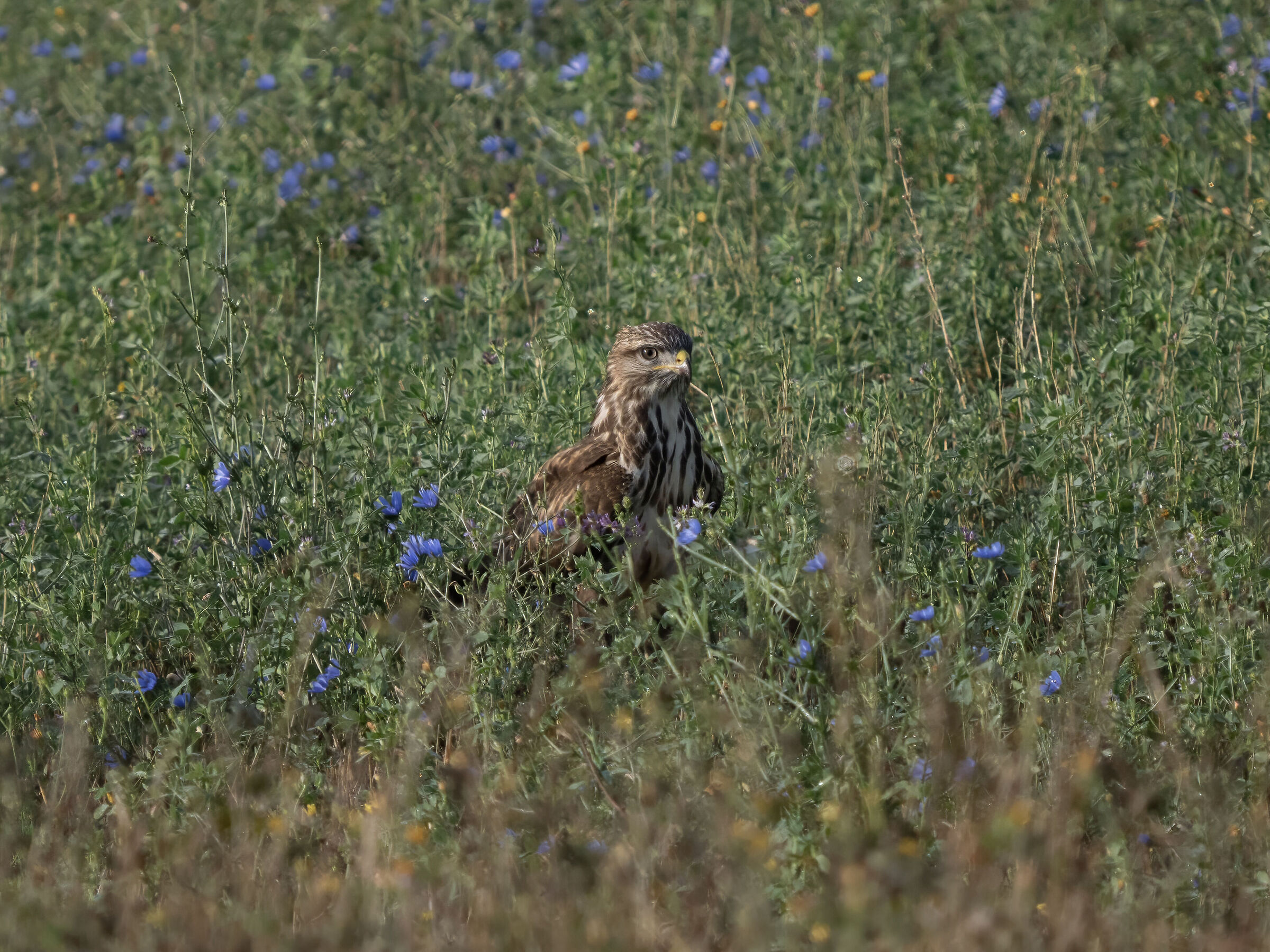 Buzzard