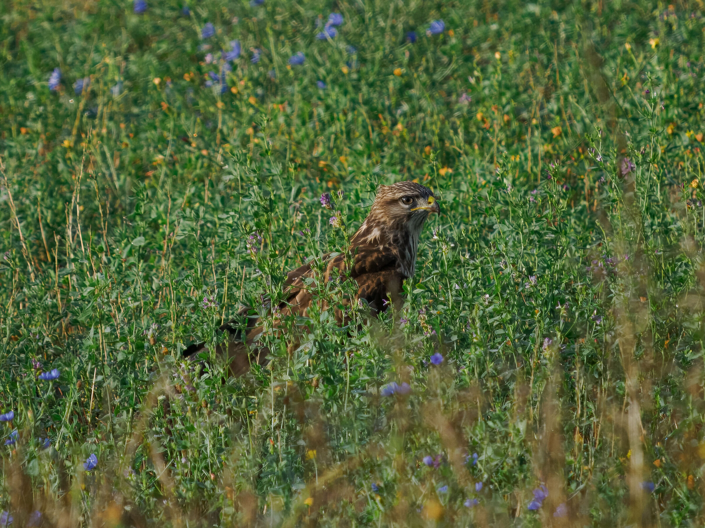 Buzzard