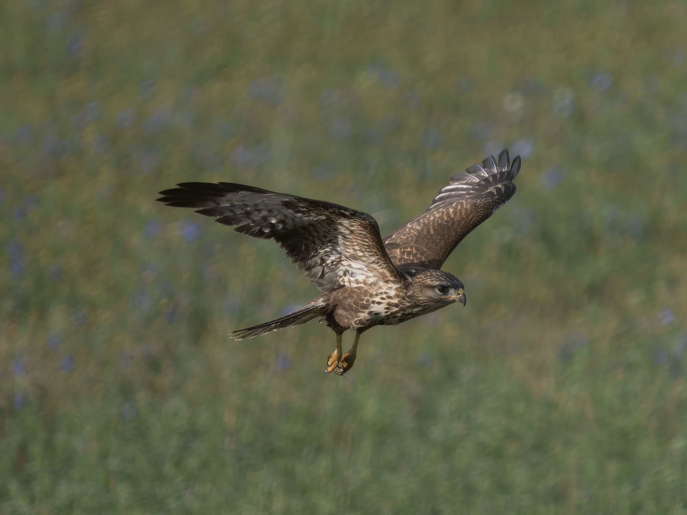 Buzzard