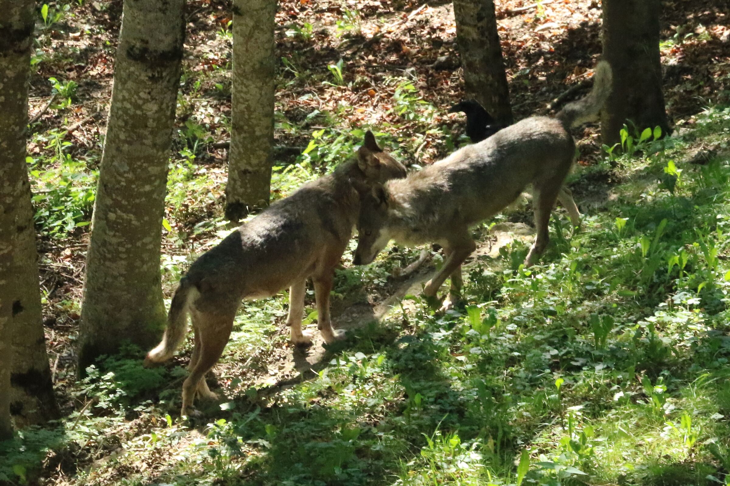 Incontro nel bosco