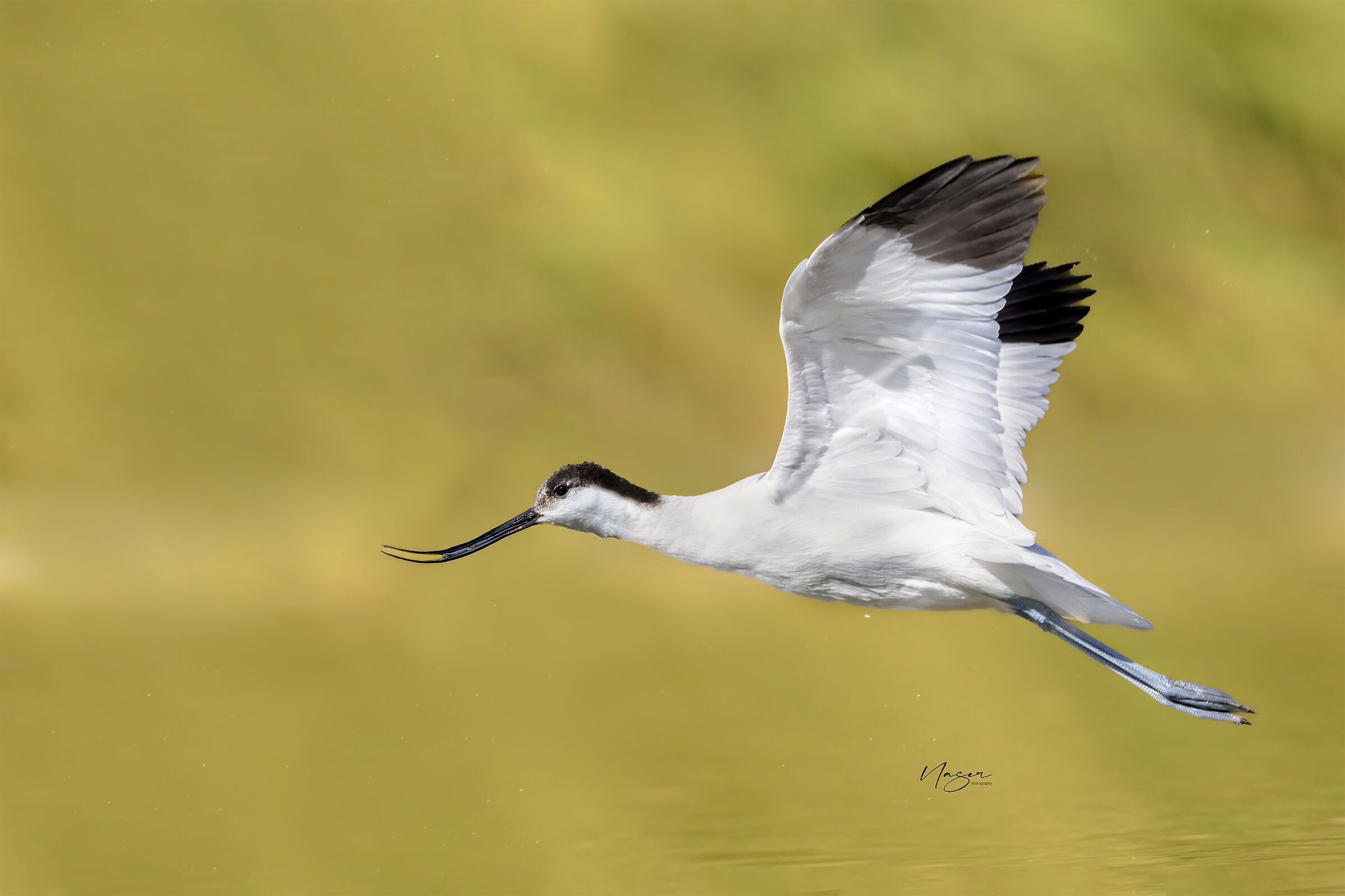 Avocet
