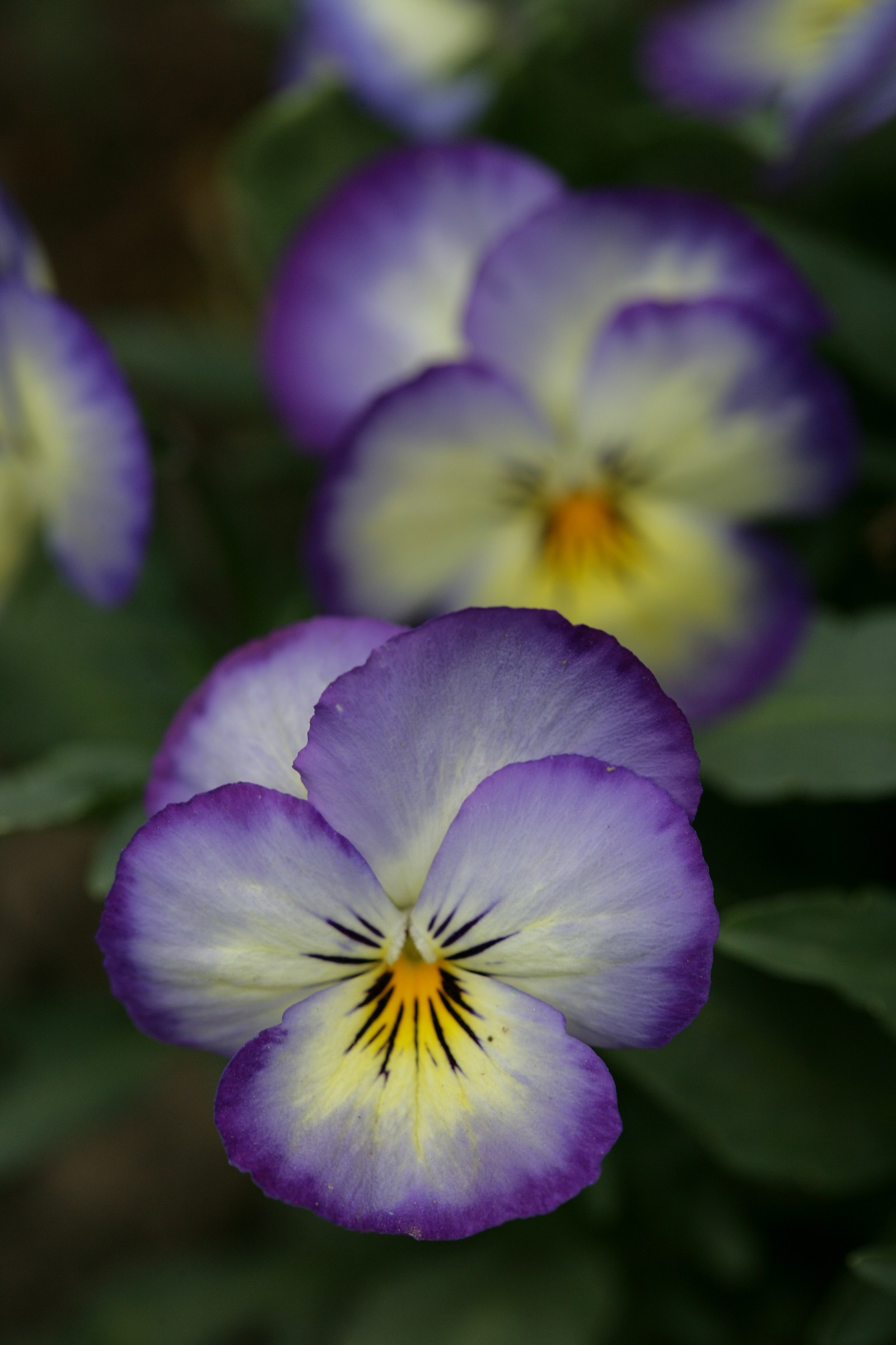 violets