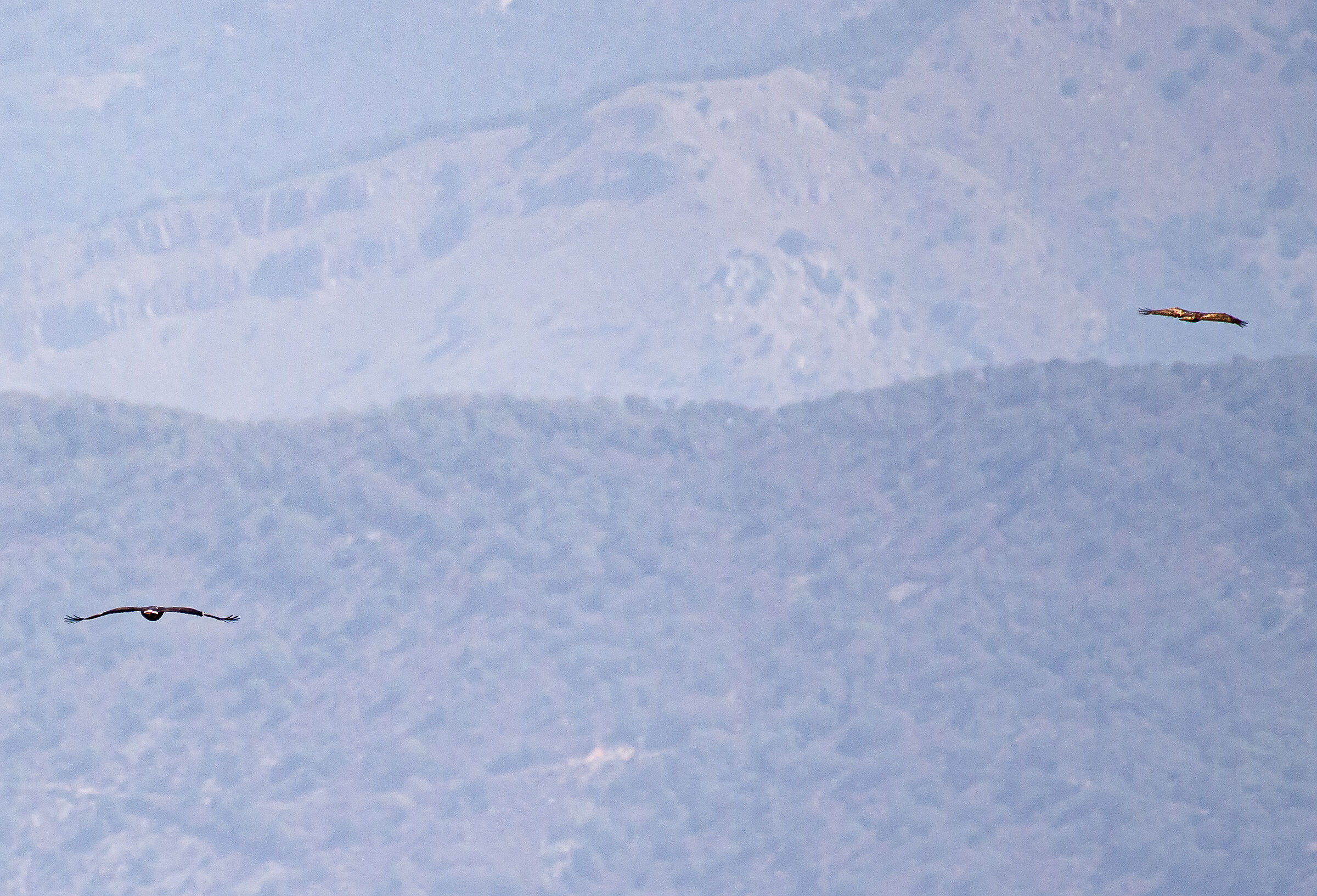 Mom, teach me to fly... Golden eagles