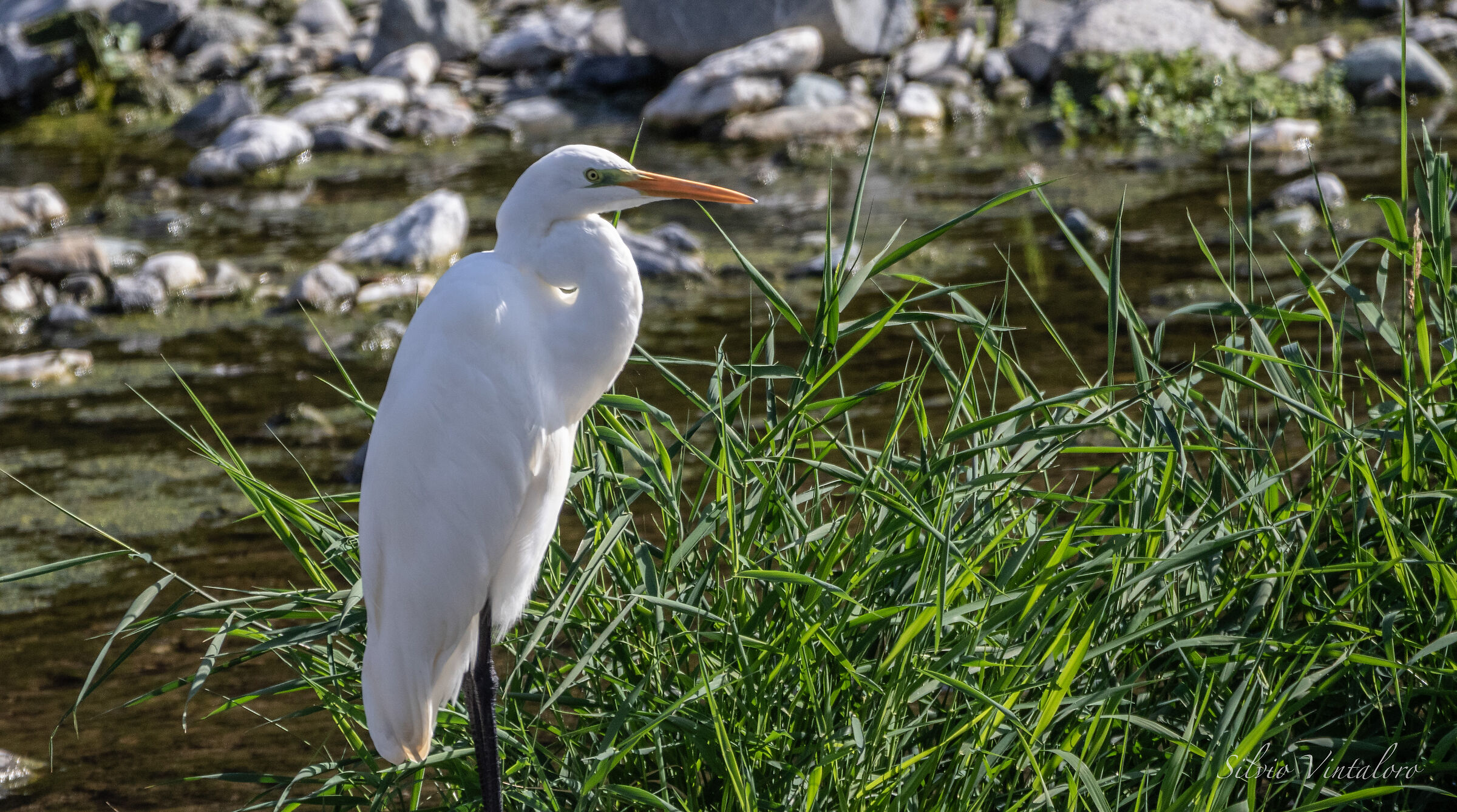 Great White Heron