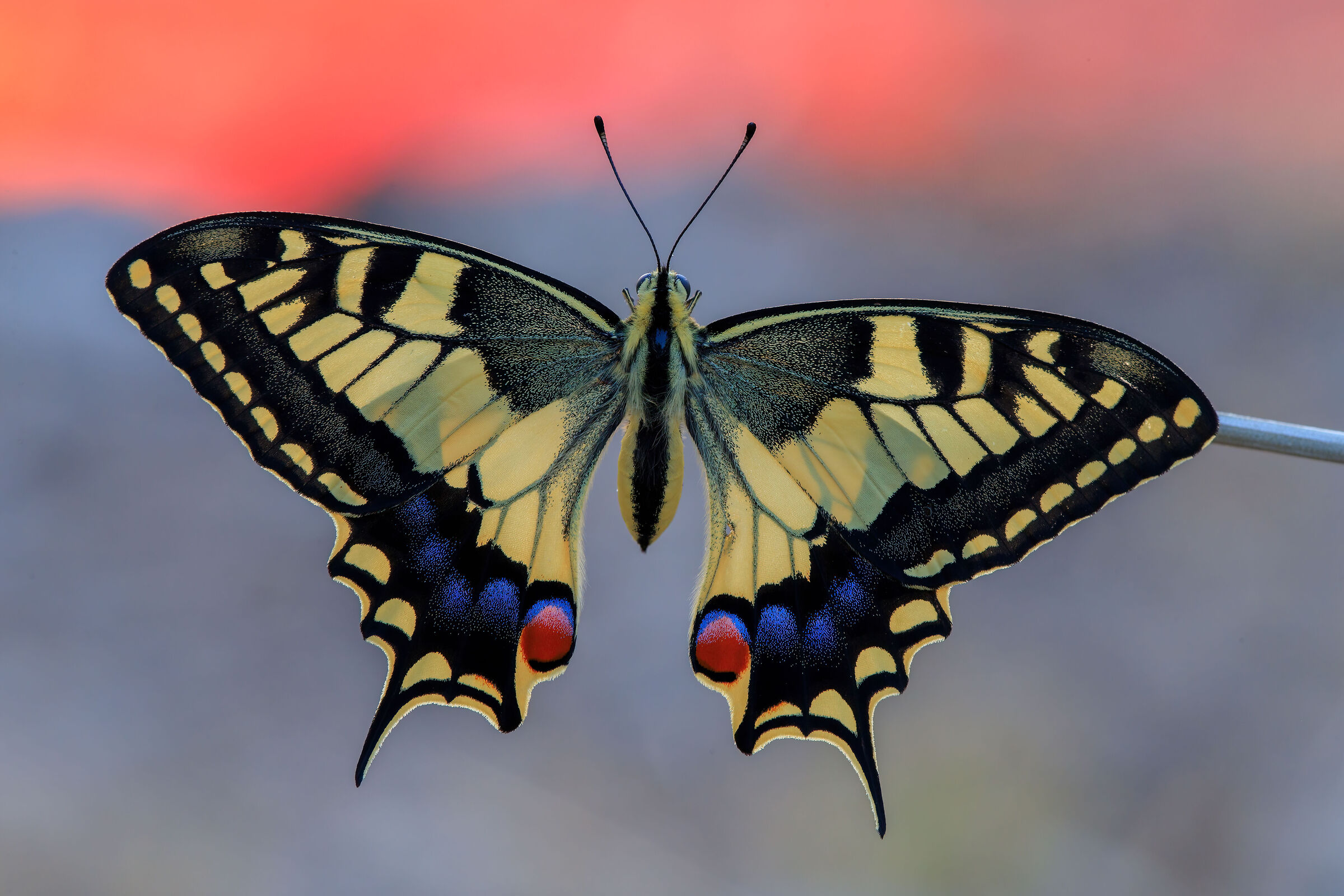 Swallowtail