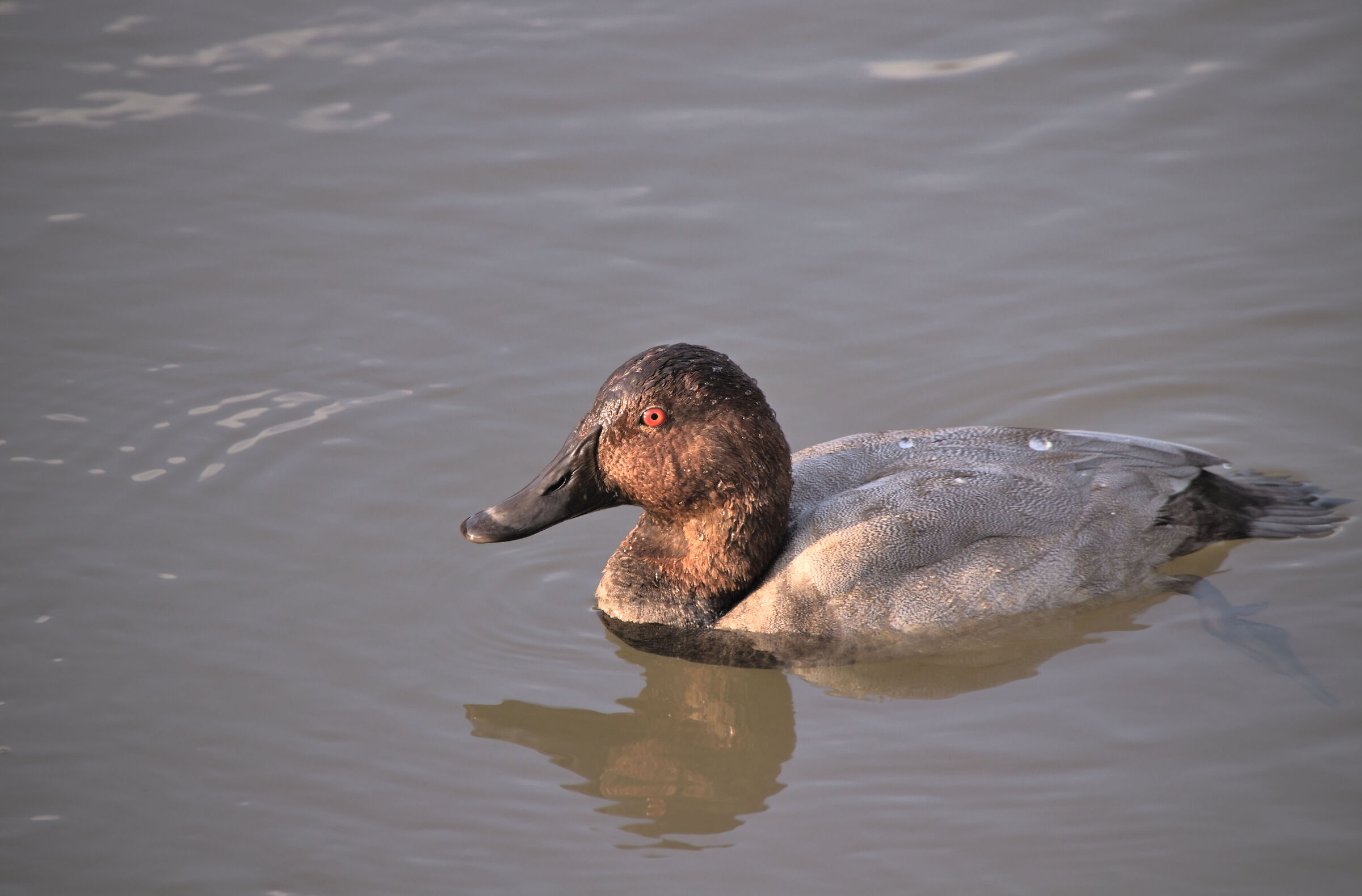 Male Pochard