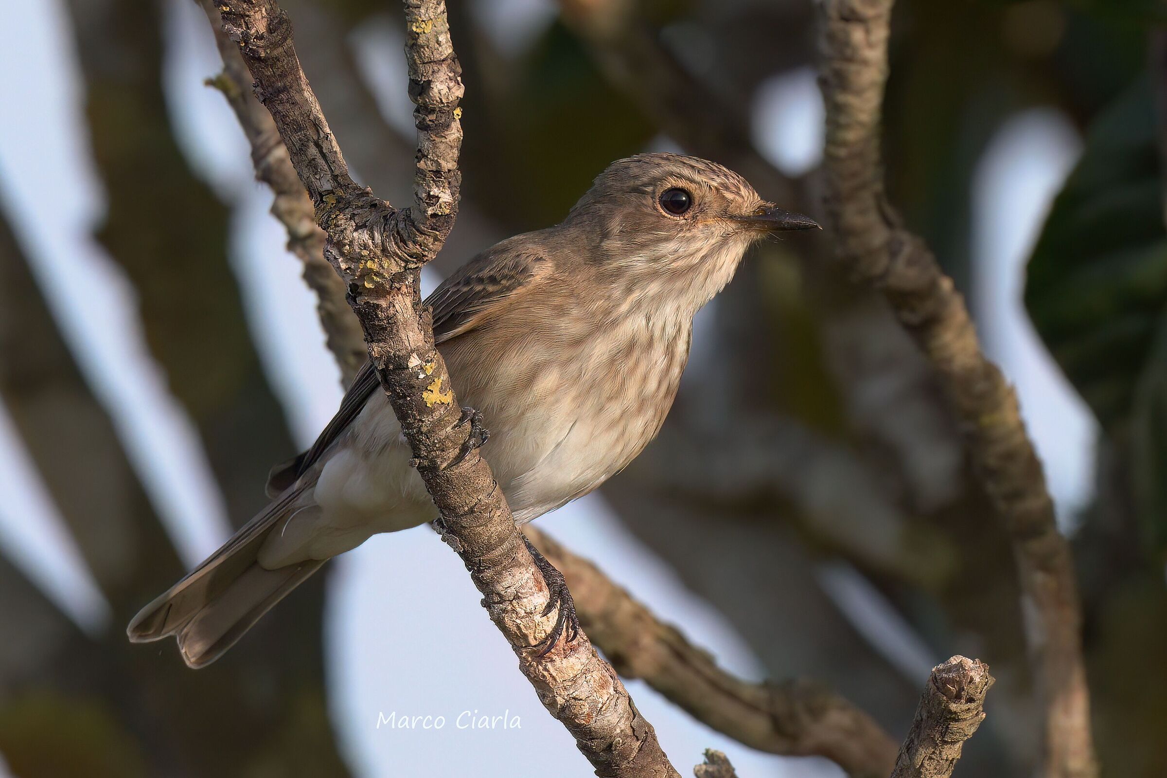 Flycatcher (Muscicapa striata)