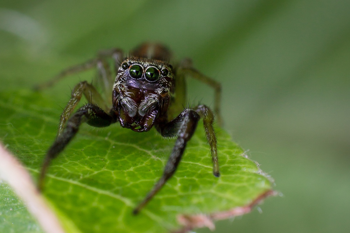 Icius sp. - Salticidae 2