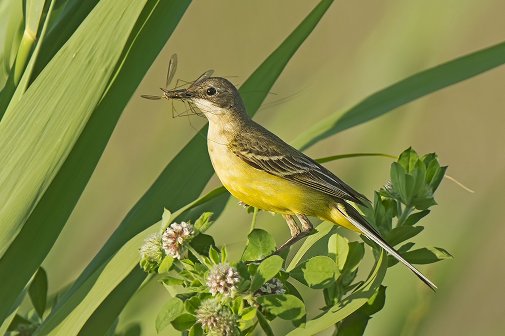 cutrettola con preda