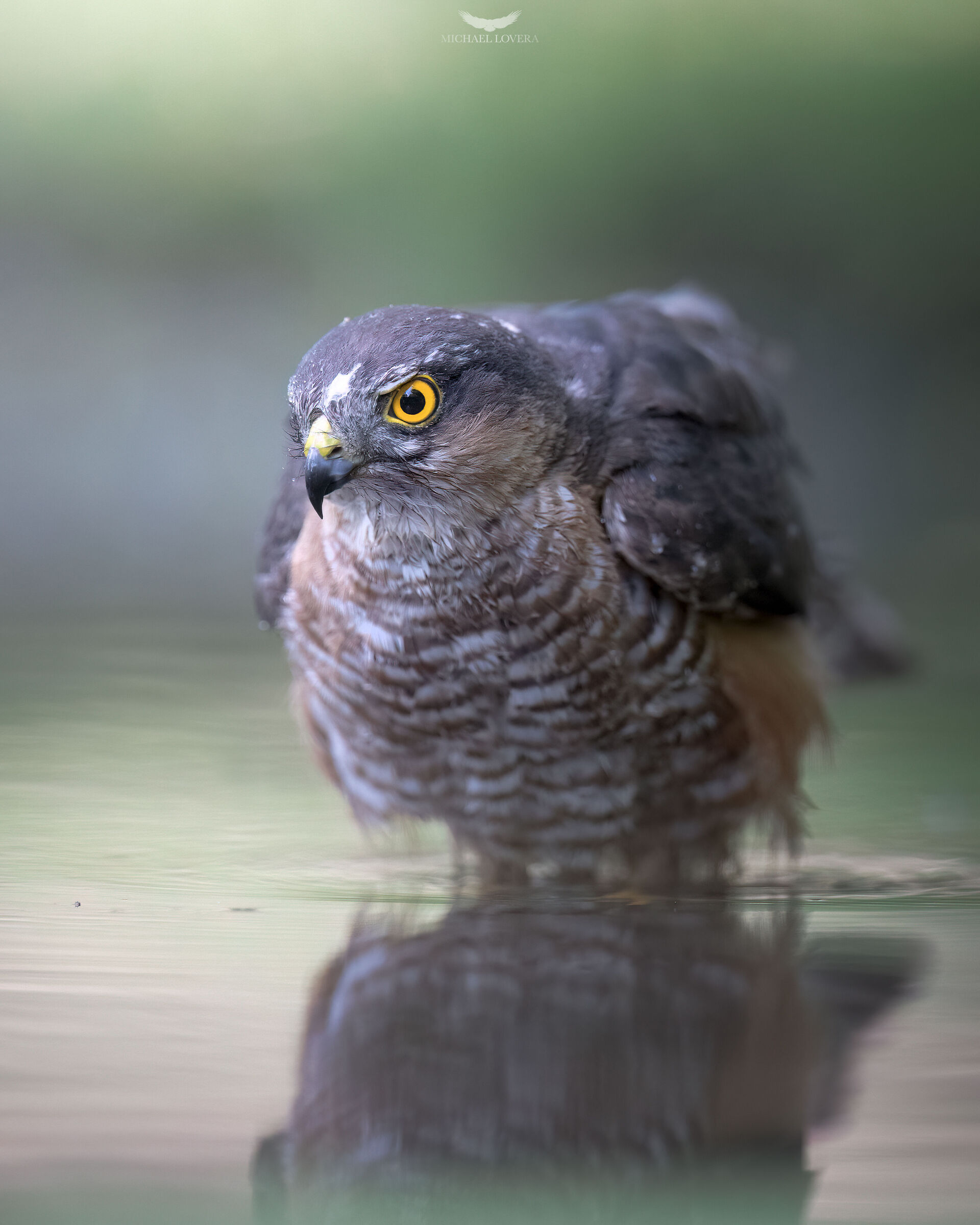 Sparrowhawk