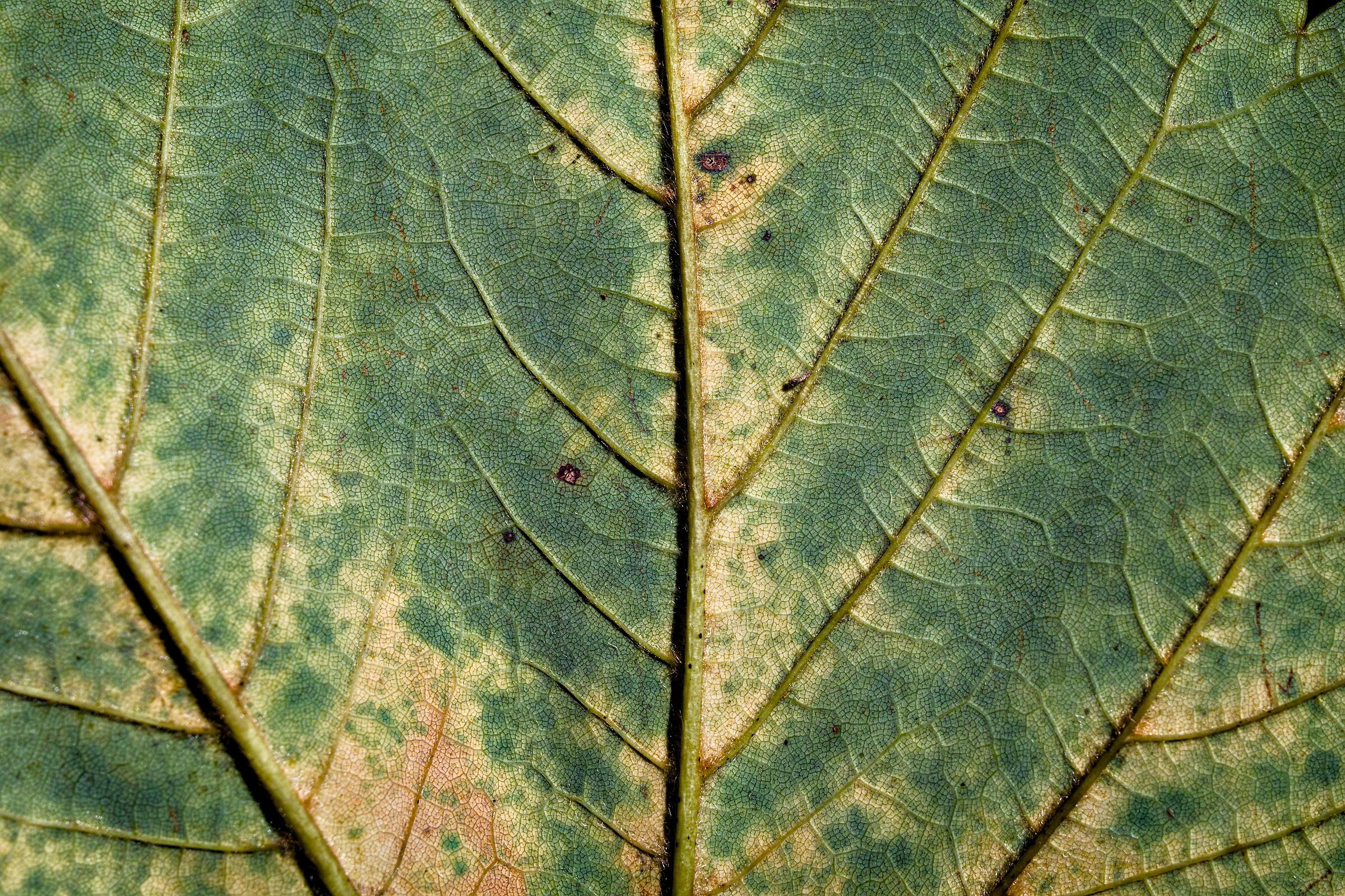 Sigma macro 70 2.8 sigma sd Q H