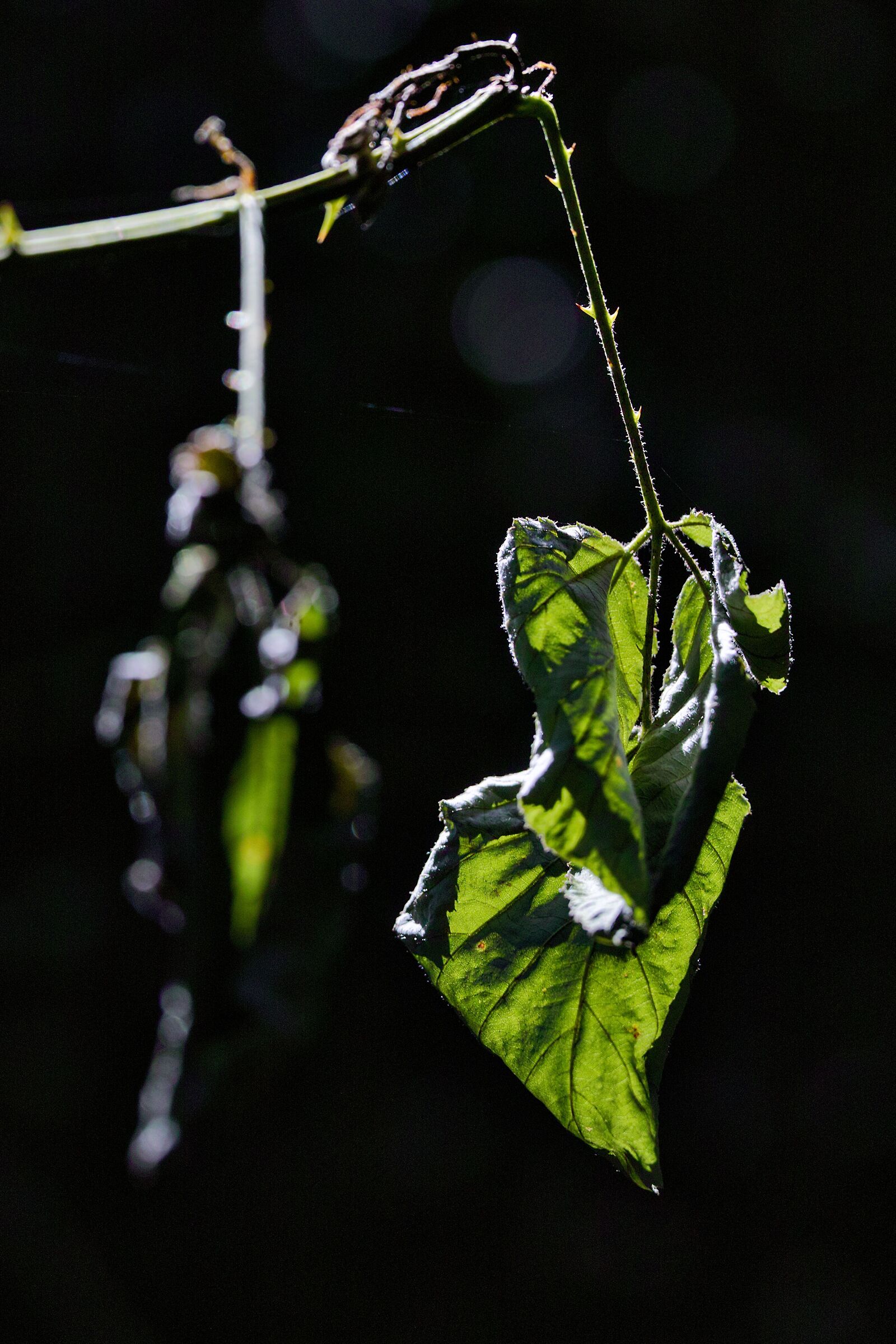 Sigma macro 70 2.8 sigma sd Q H