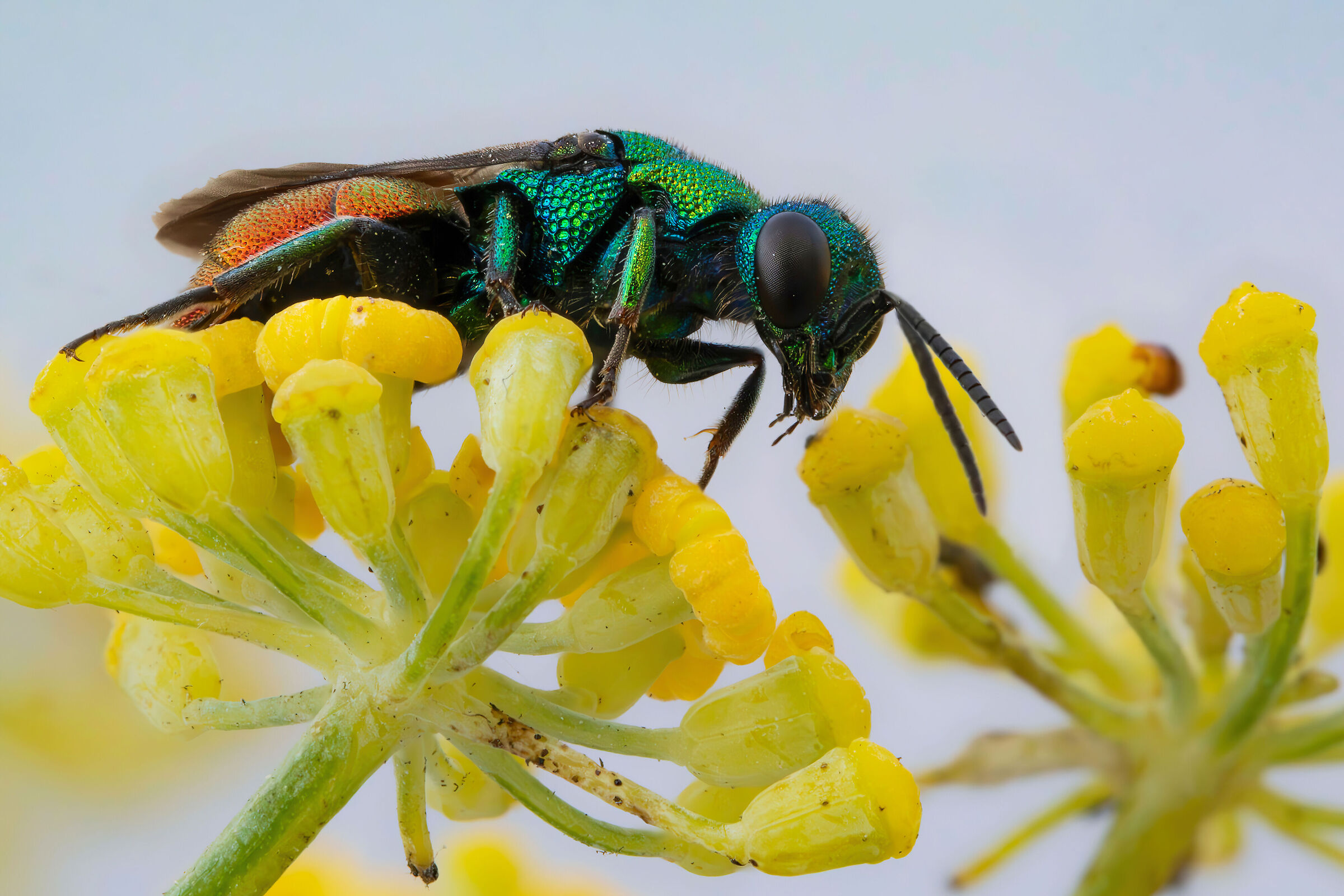 Chrysididae sp. z o.o.