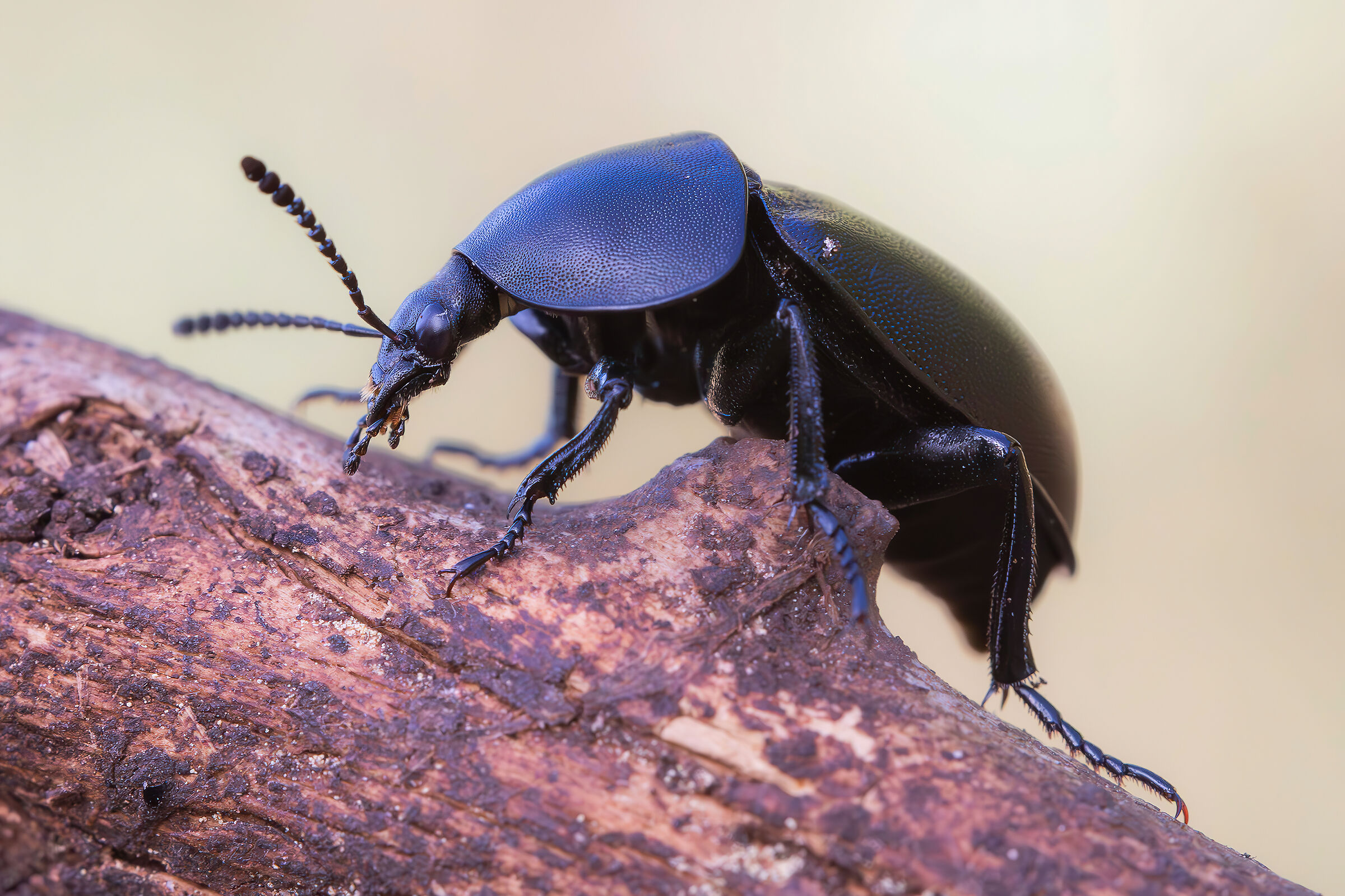 Ablattaria laevigata