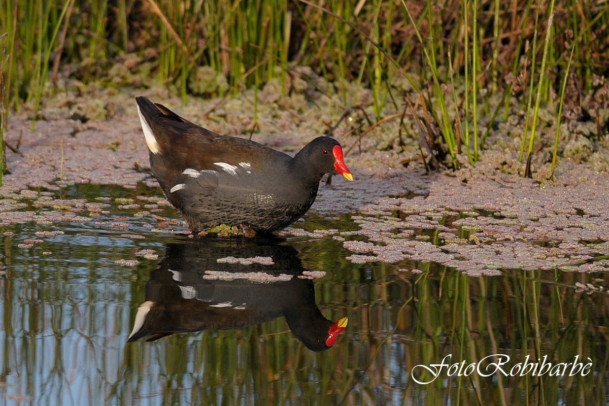 Gallinella d'acqua.........riflessa....
