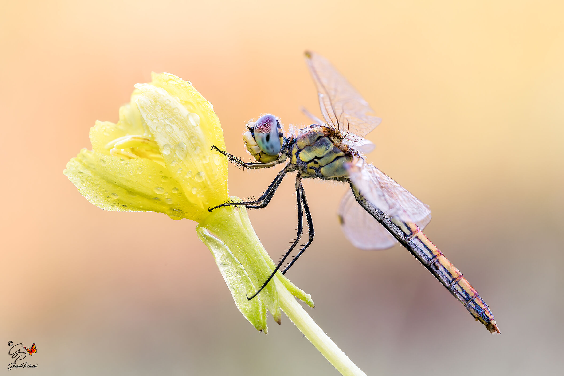 Sympetrum fonscolombii (F)