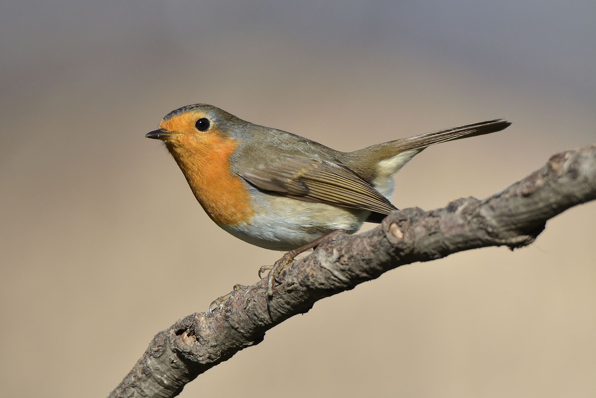 Robin