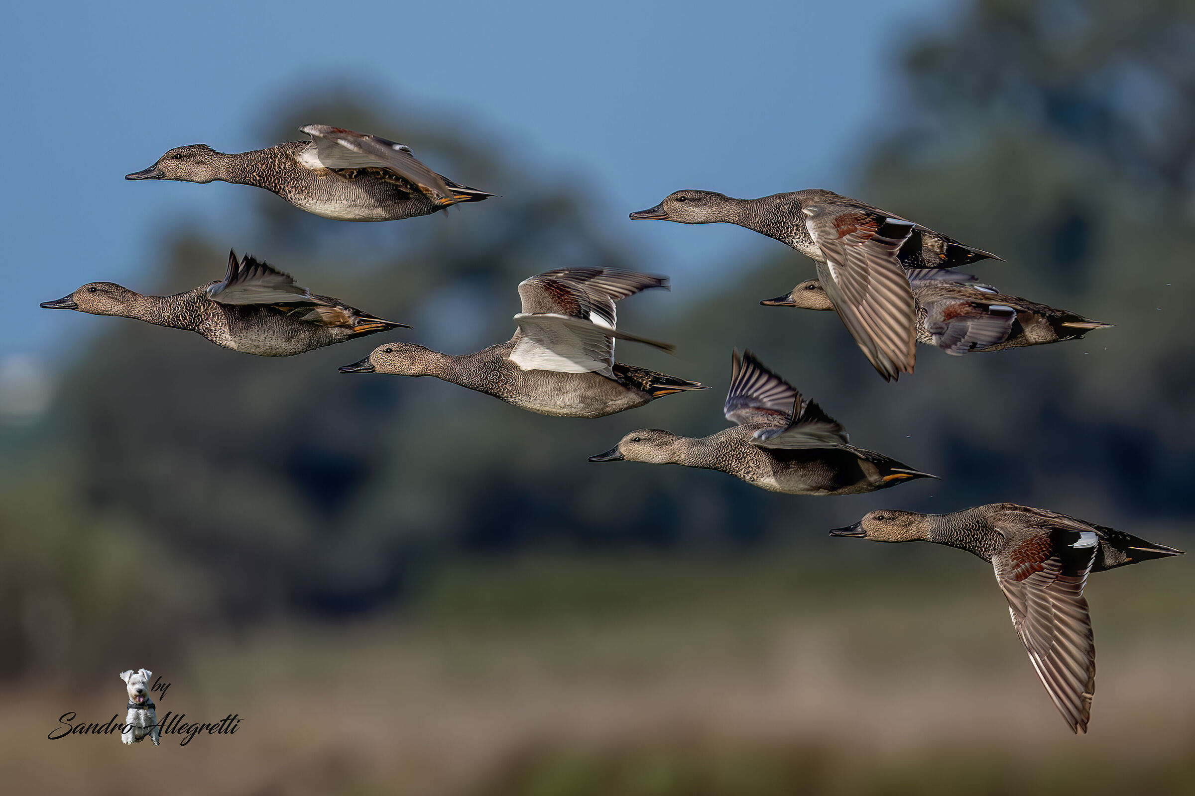 La canapiglia (Mareca strepera)