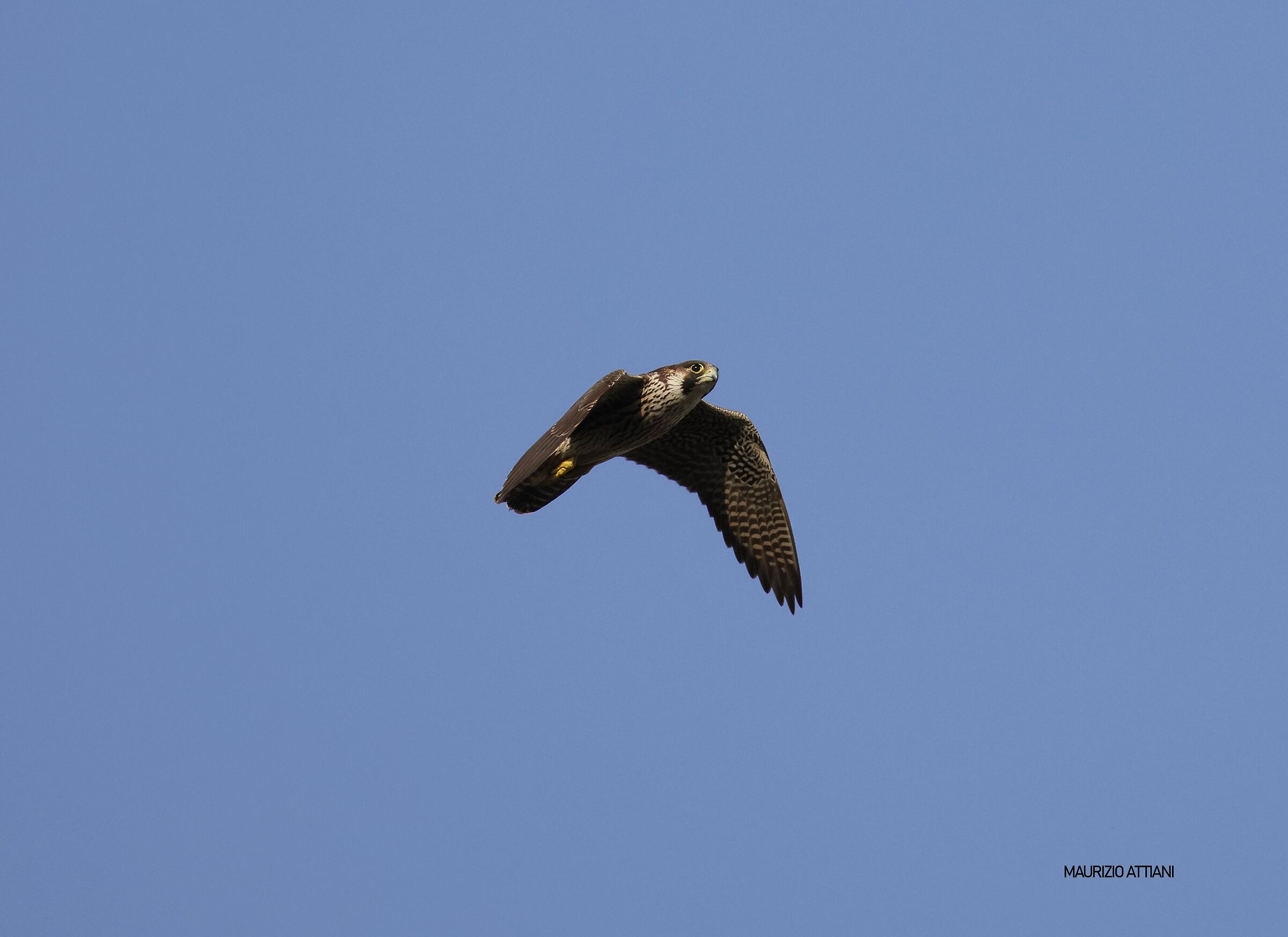 Young Peregrine Falcon