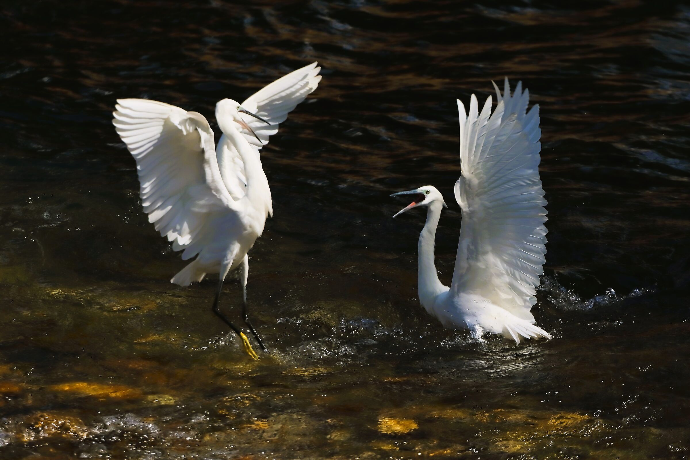 Garzette 07 settembre 2024 - 0254