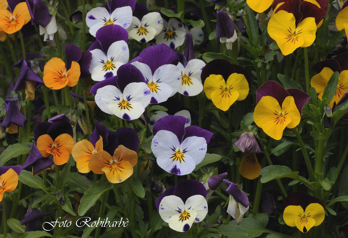 Fantasia....tricolor......