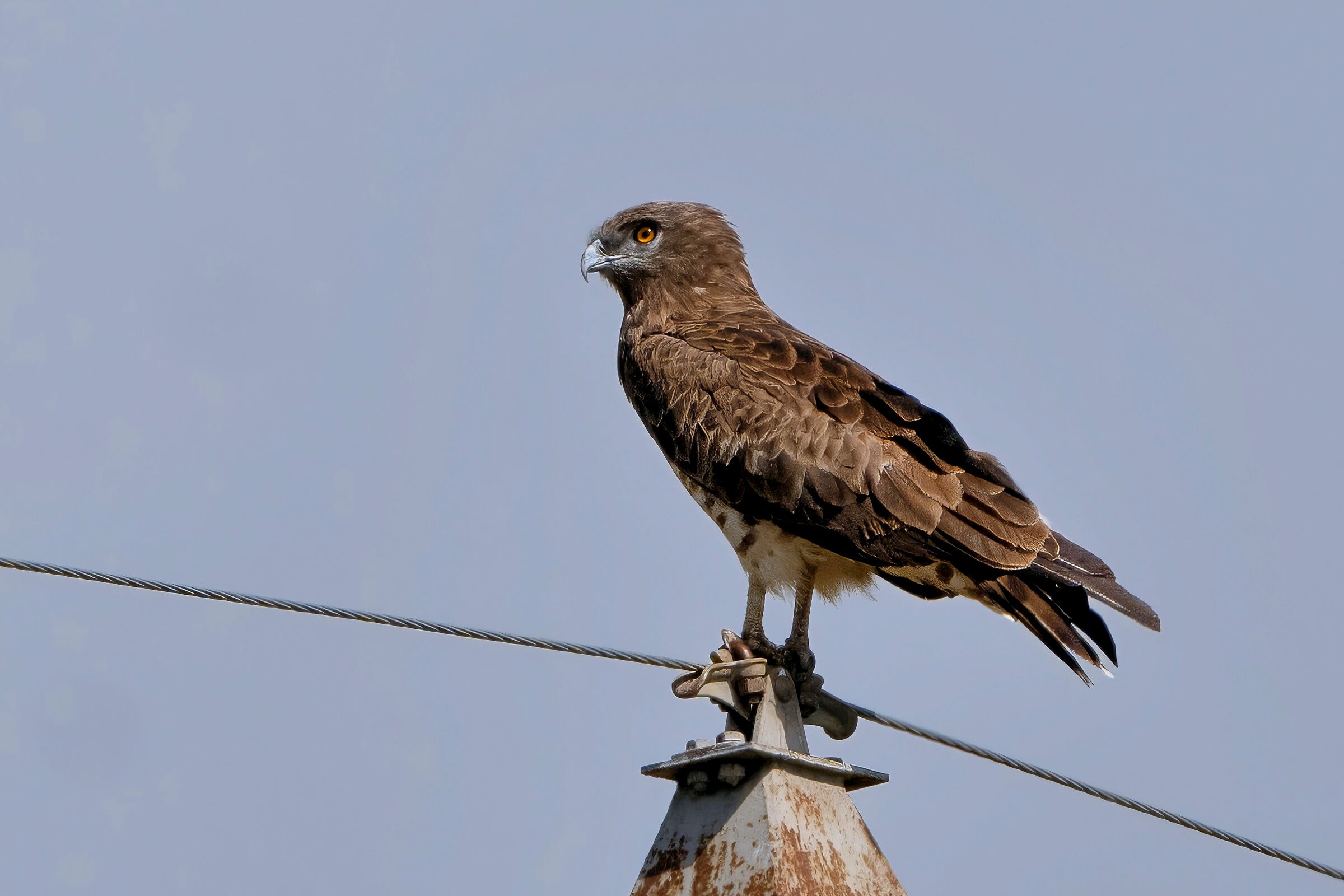 Biancone o Aquila dei serpenti (Circaetus gallicus)