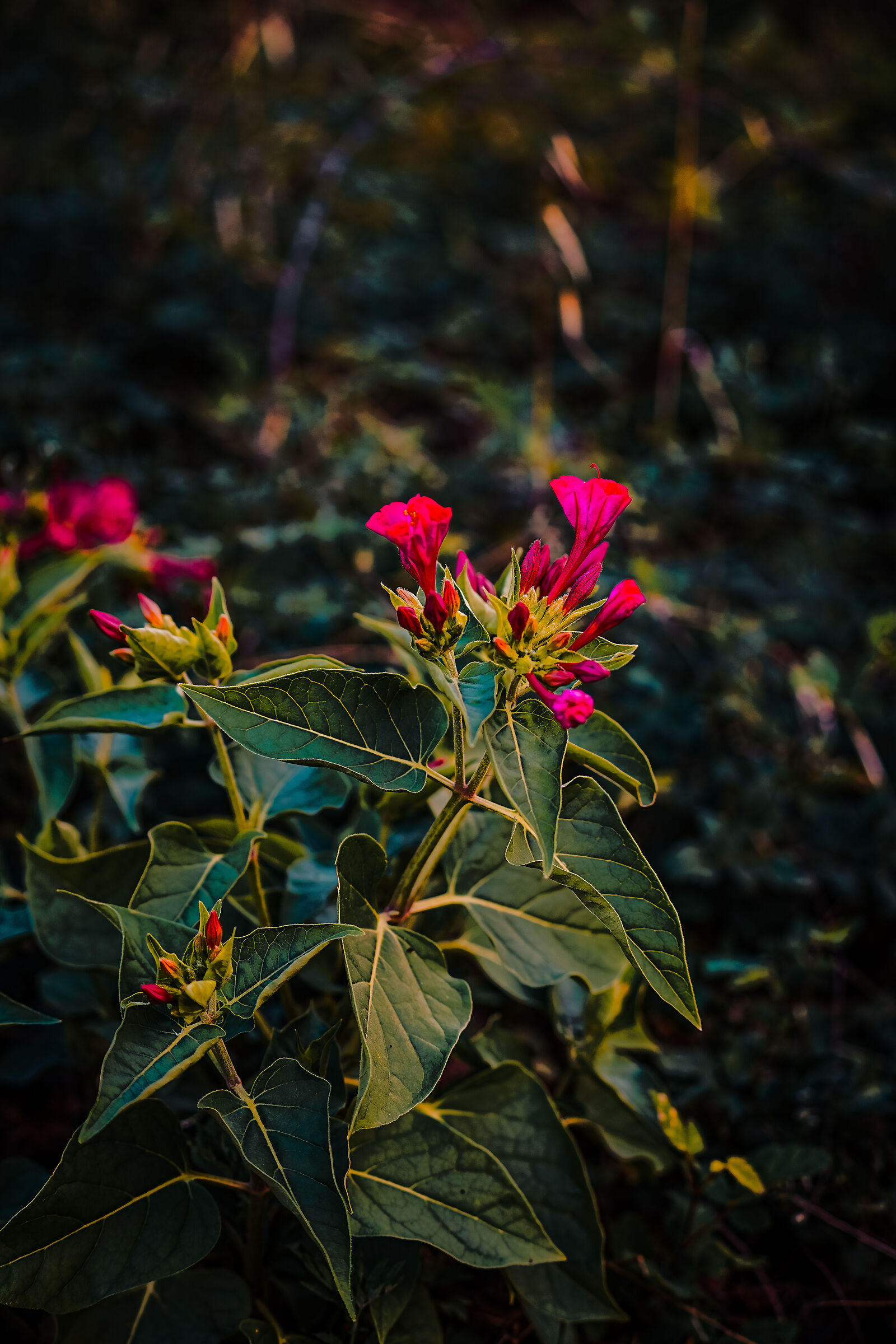 Fiori e luci