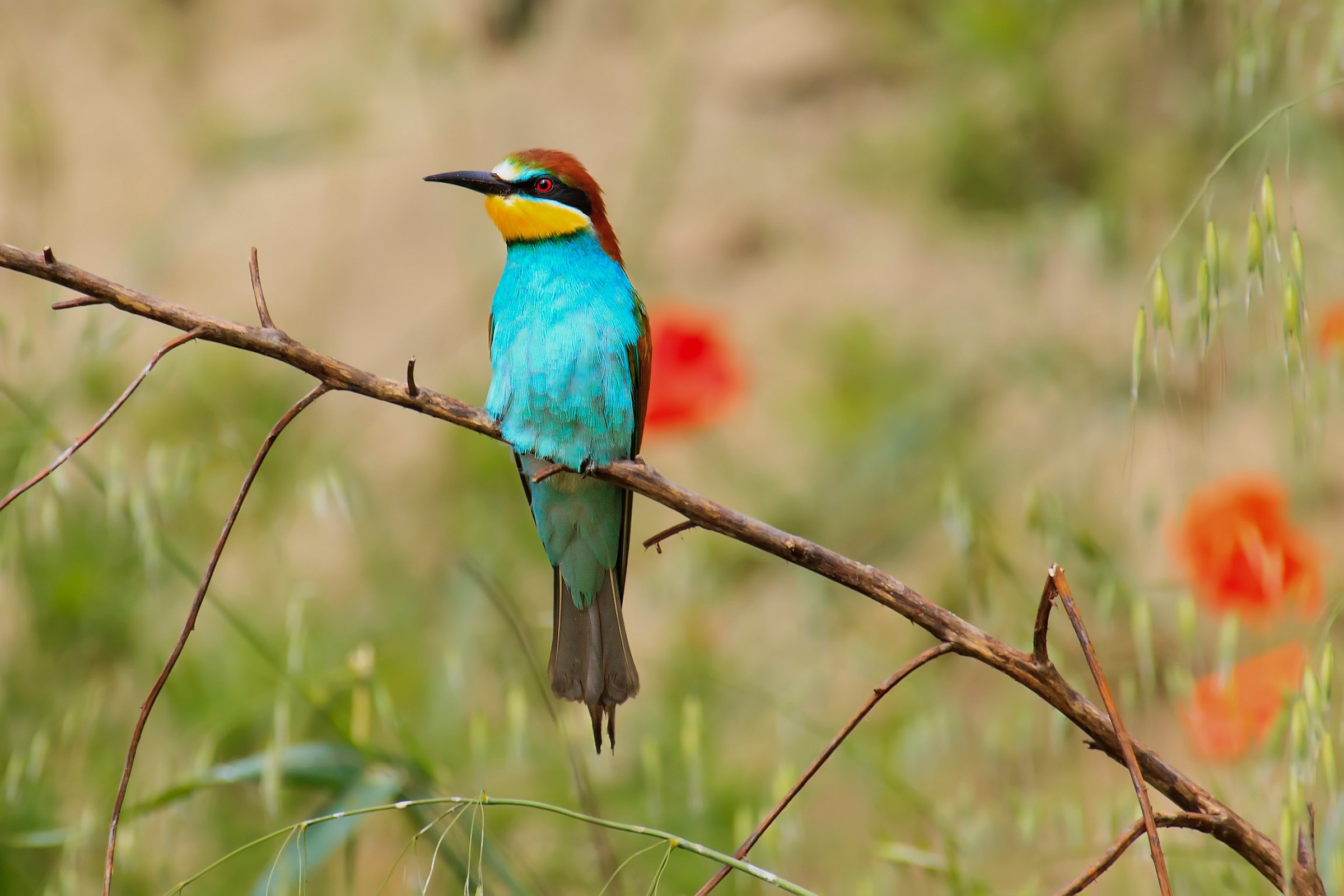 Aspetto..... (Gruccioni 2013)